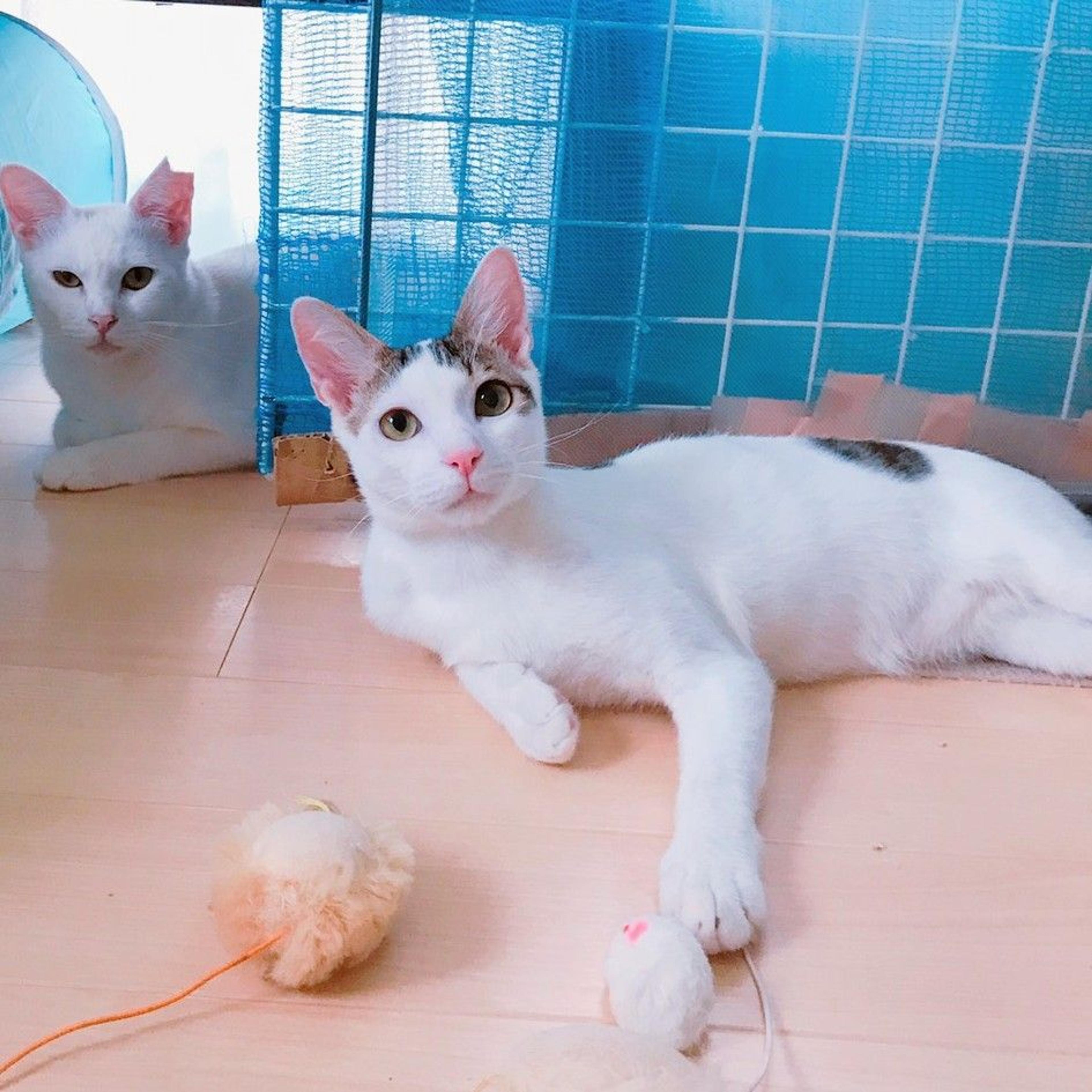 pet-image-4