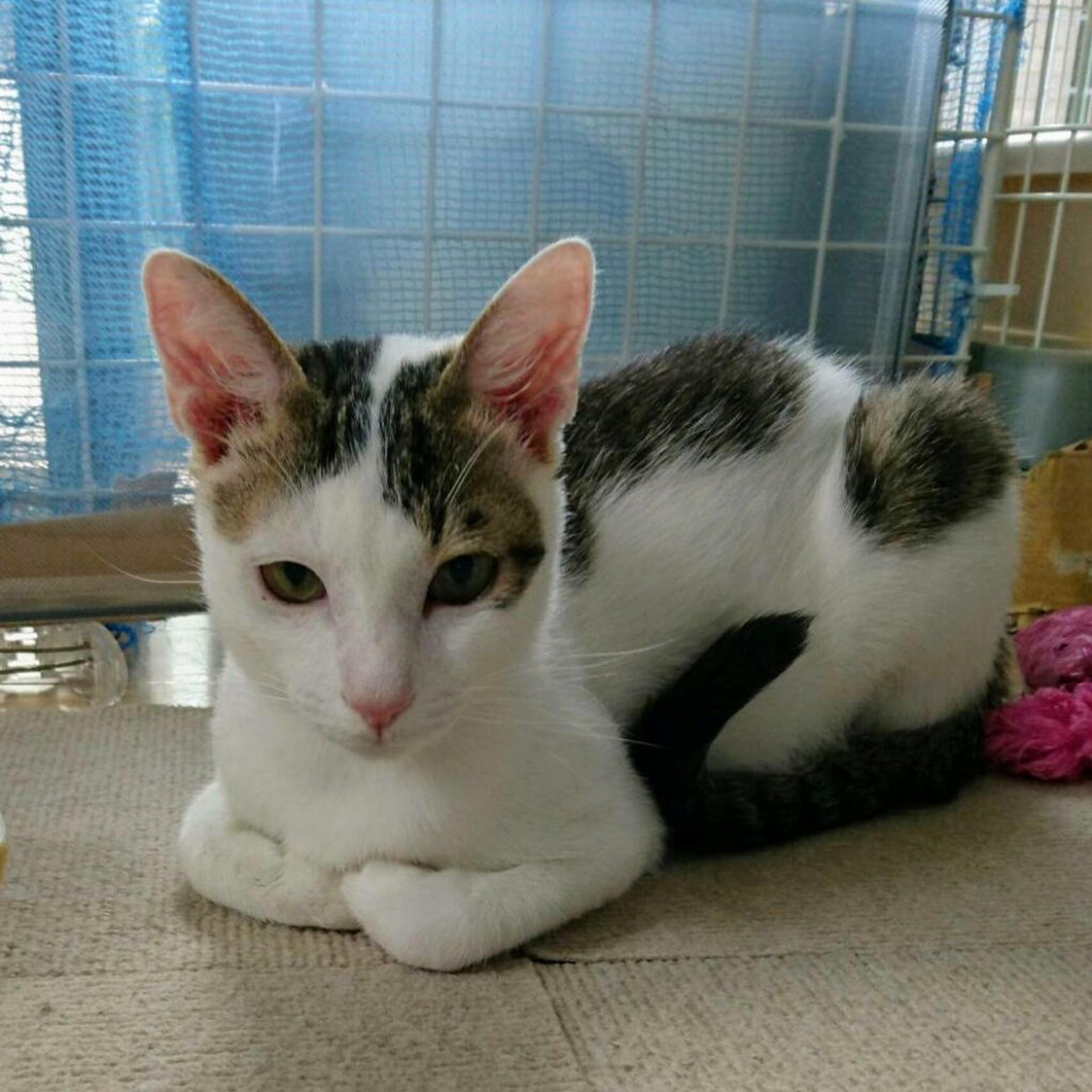pet-image-6