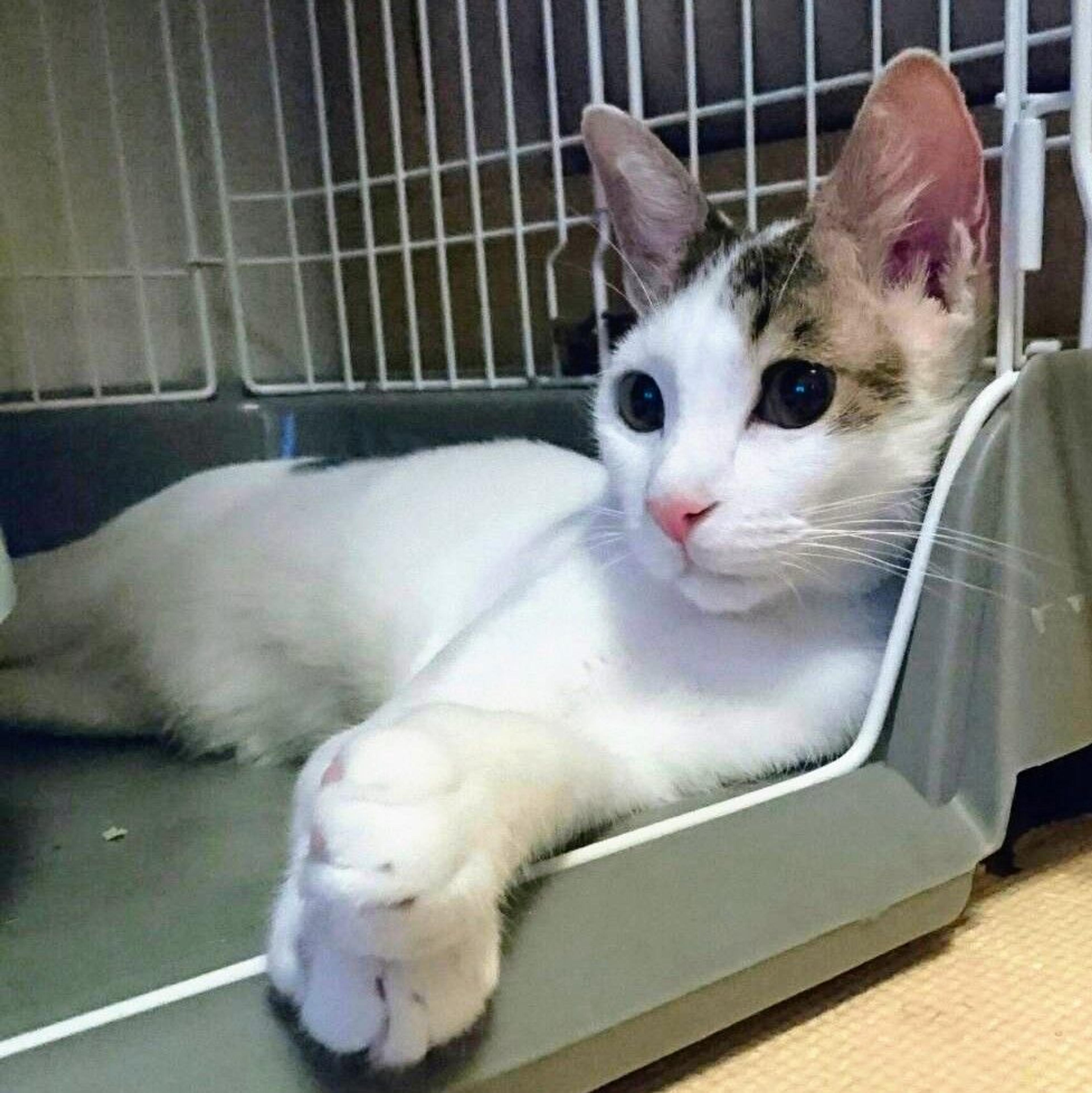 pet-image-3