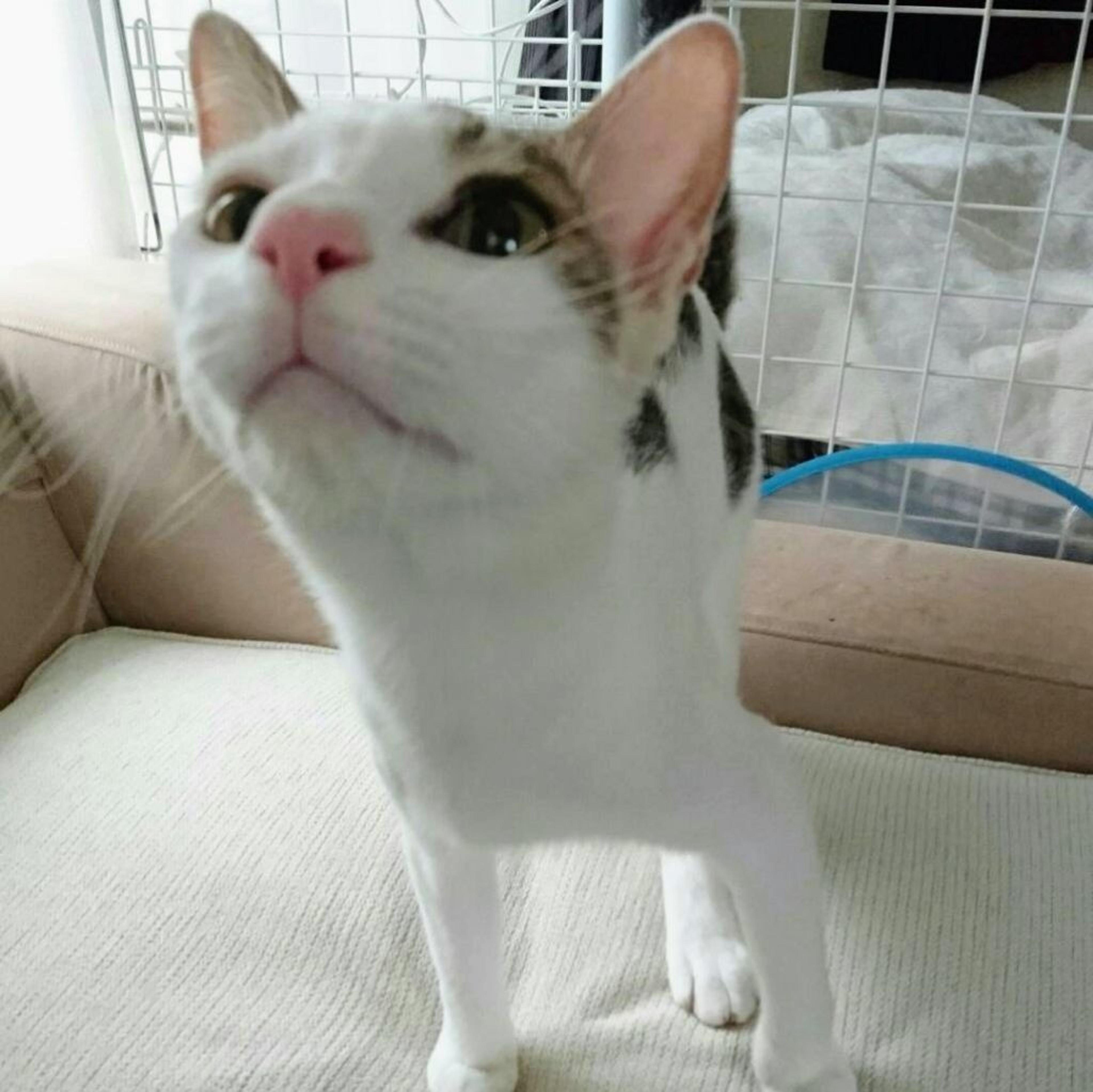 pet-image-5
