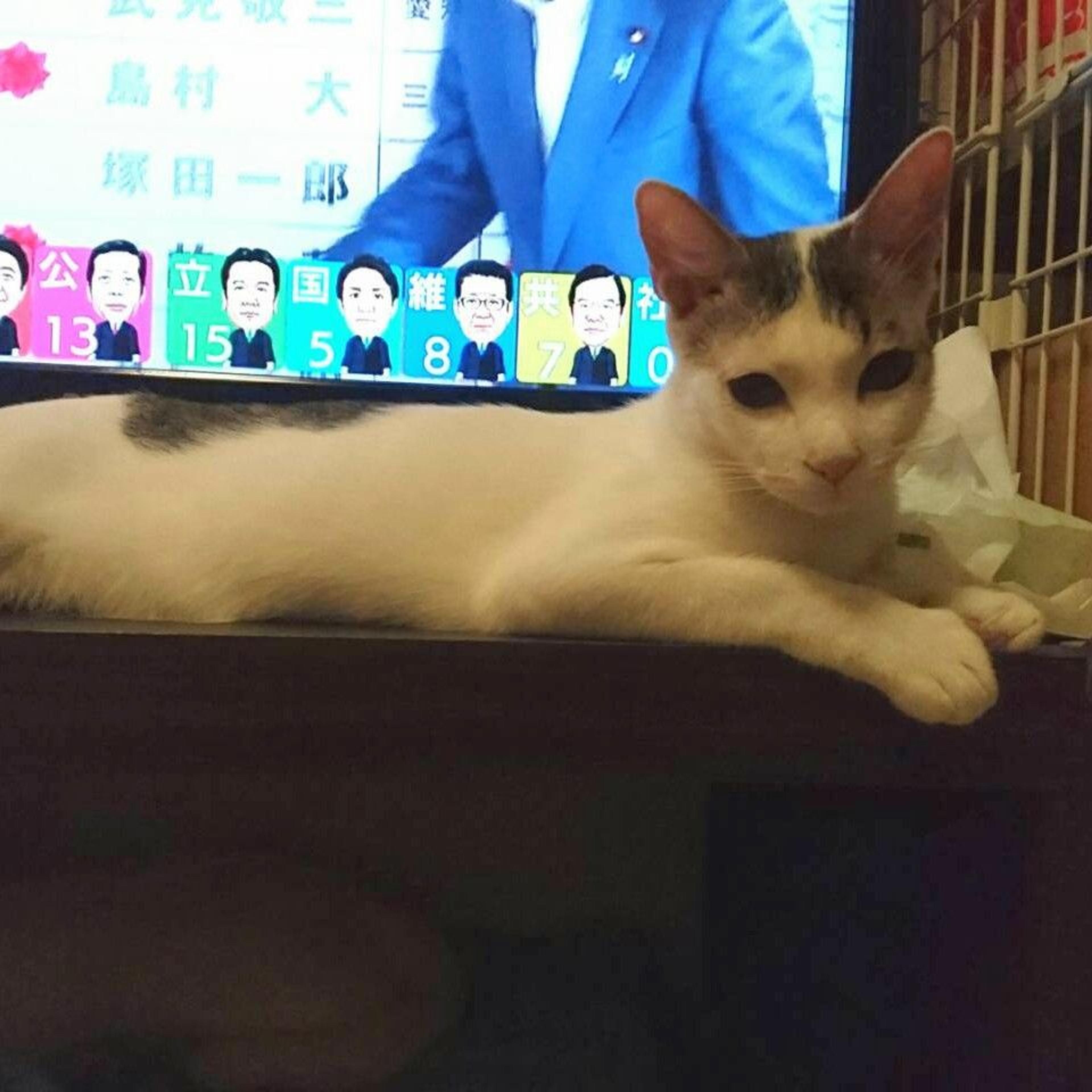 pet-image-7