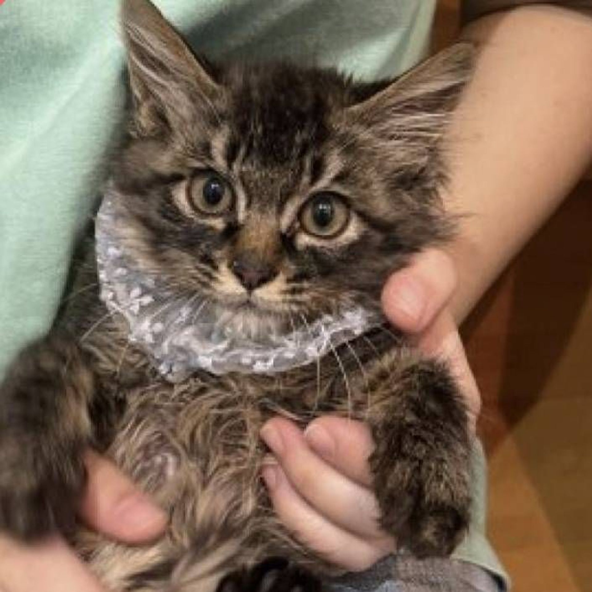 雑種（ミックス猫）・メスの里親募集の写真