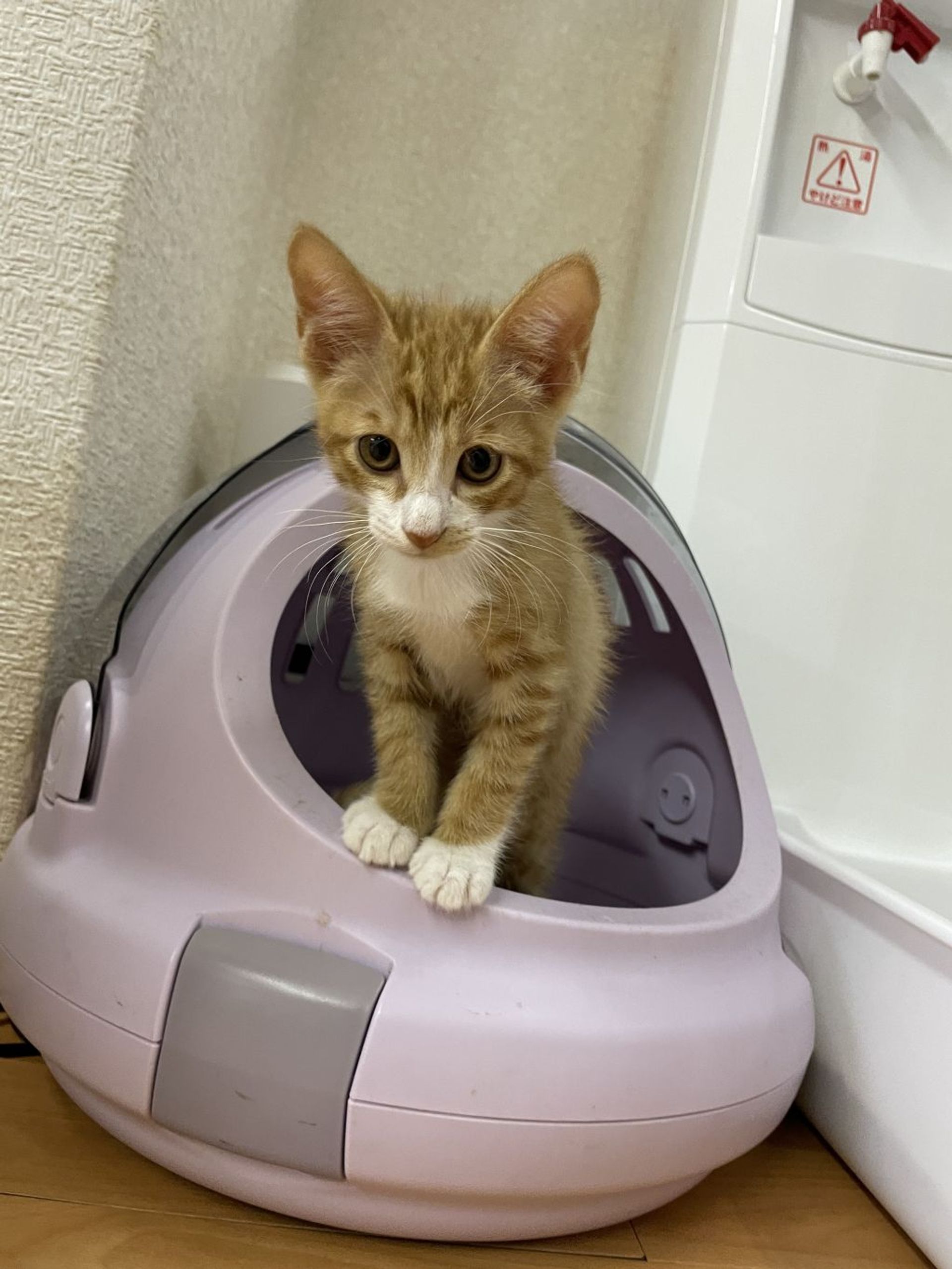 雑種（ミックス猫）・オスの里親募集の写真