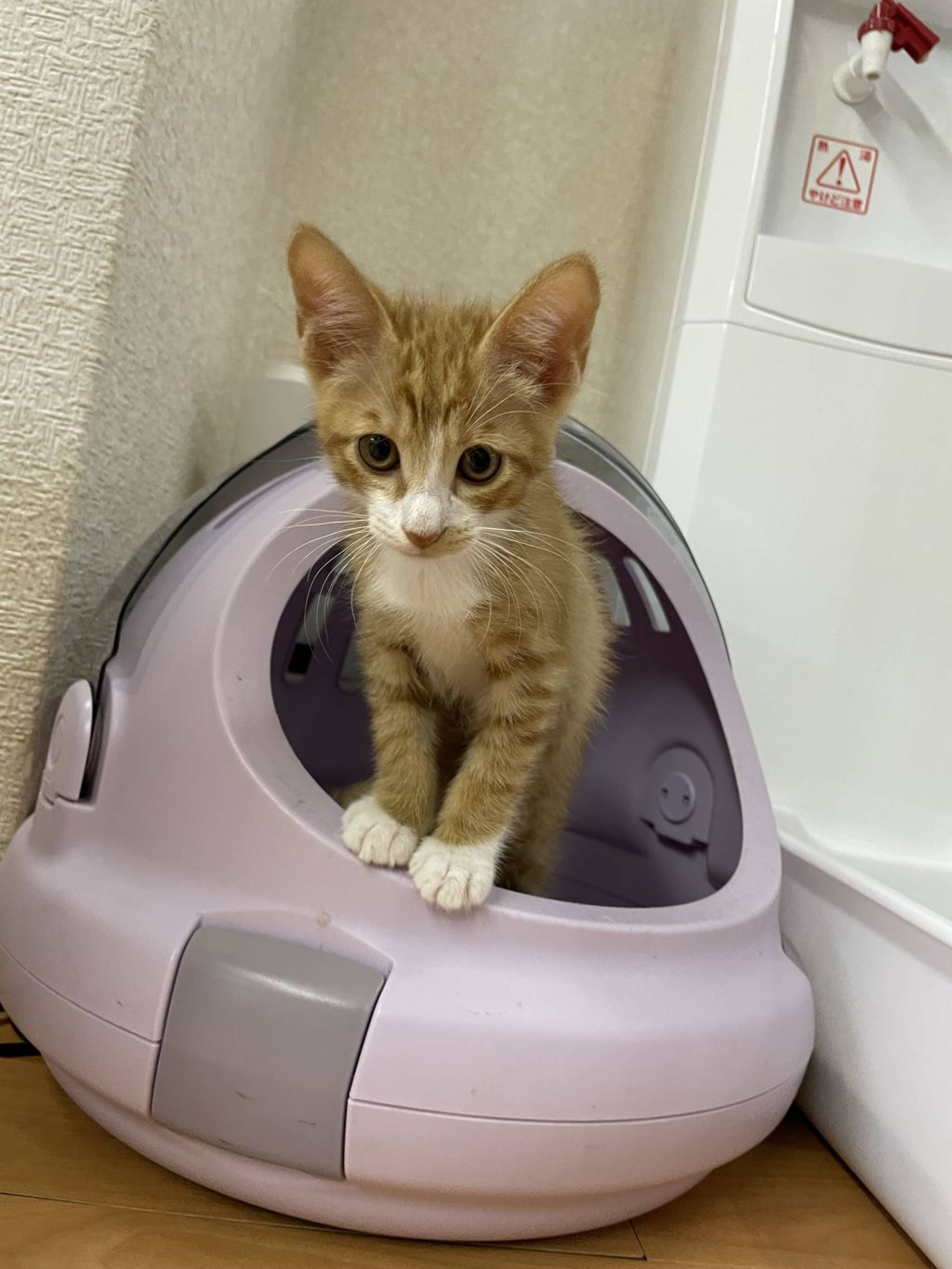雑種（ミックス猫）・オスの里親募集の写真