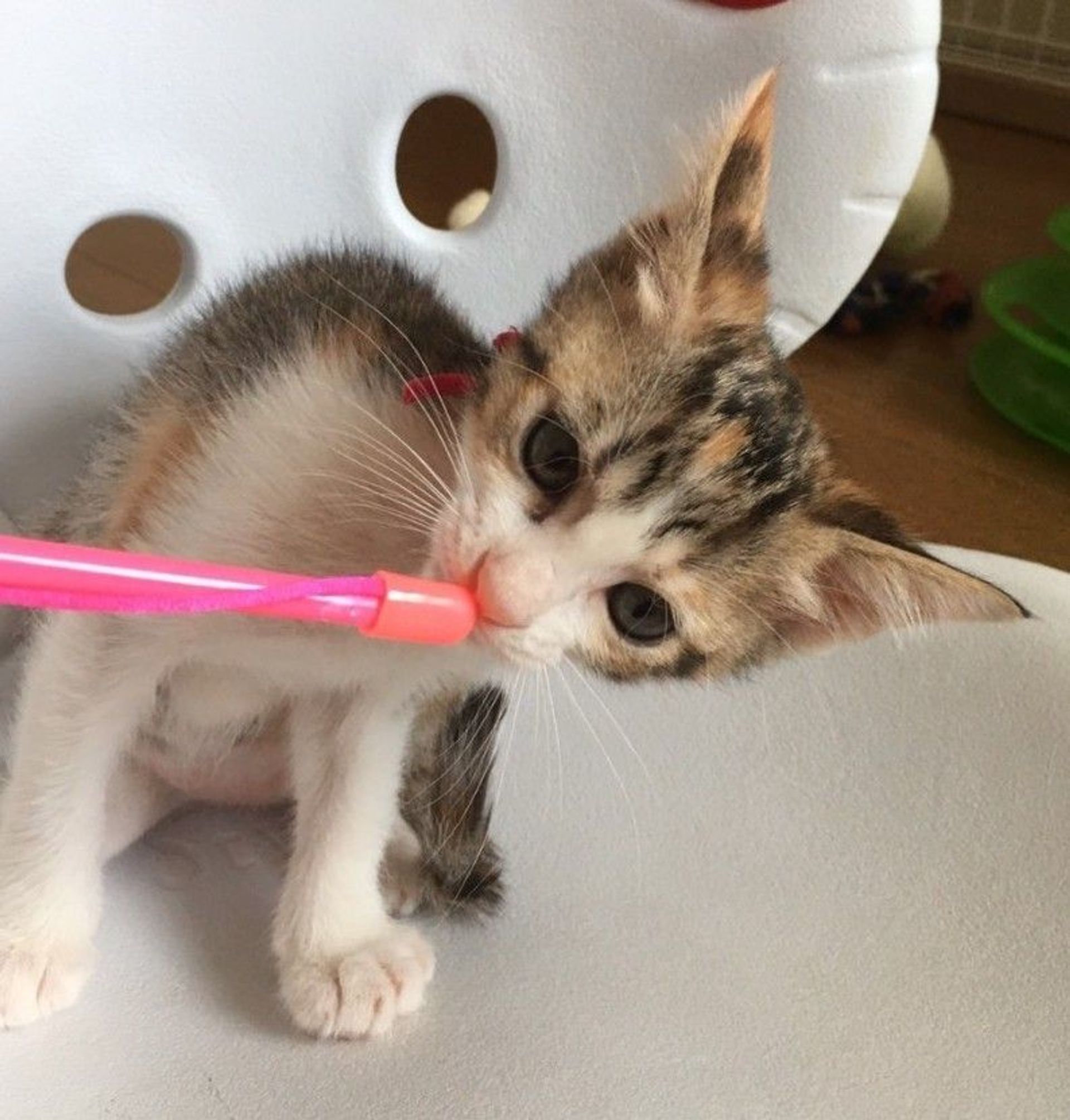 雑種（ミックス猫）・メスの里親募集の写真