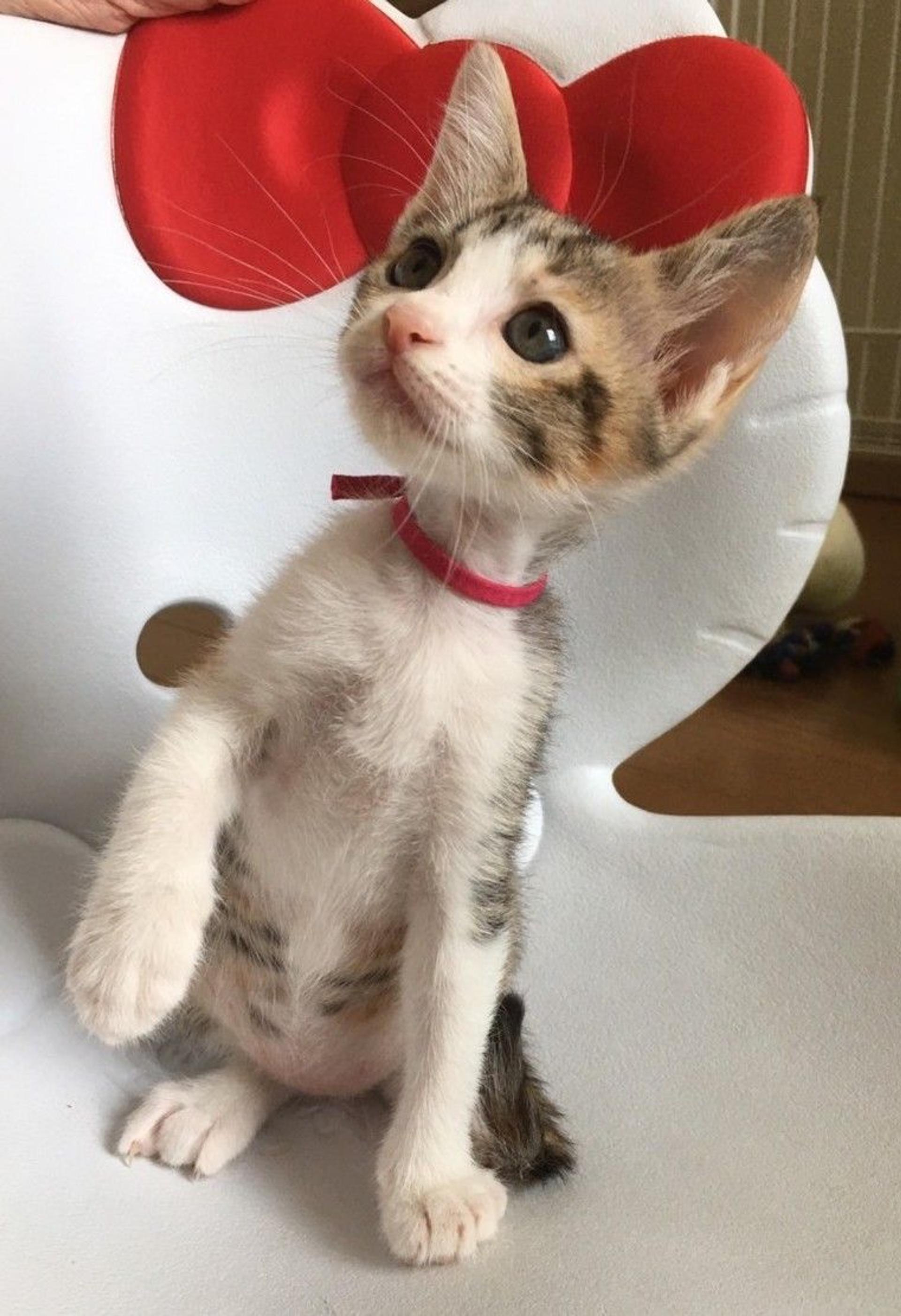 pet-image-3