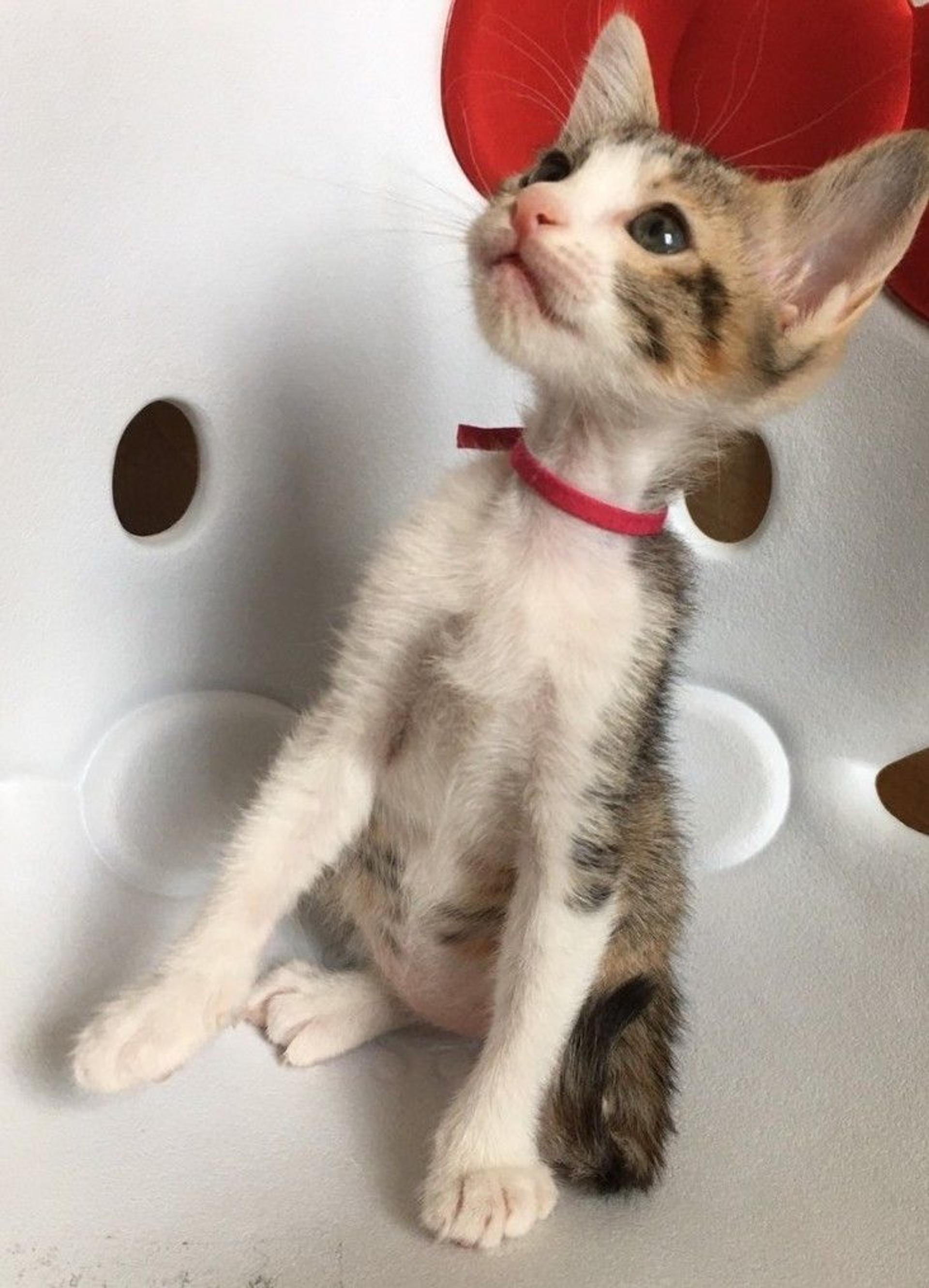 pet-image-4