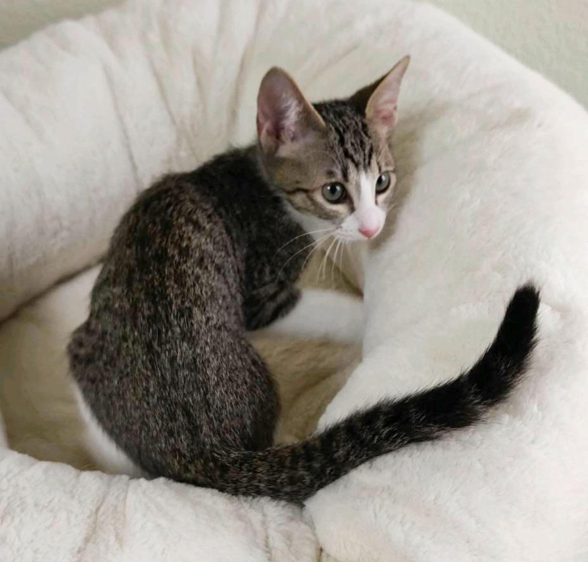 pet-image-3