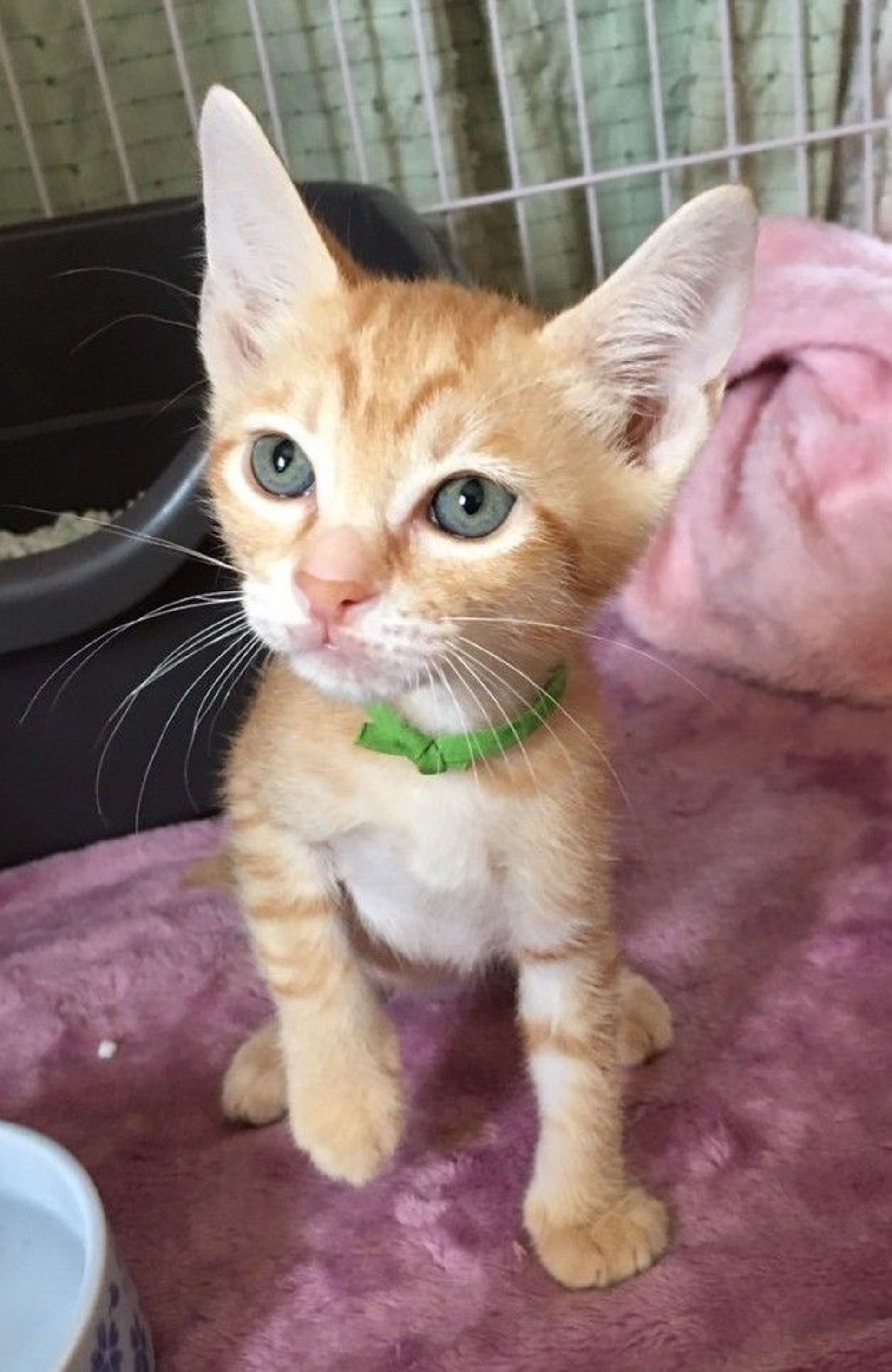 雑種（ミックス猫）・オスの里親募集の写真
