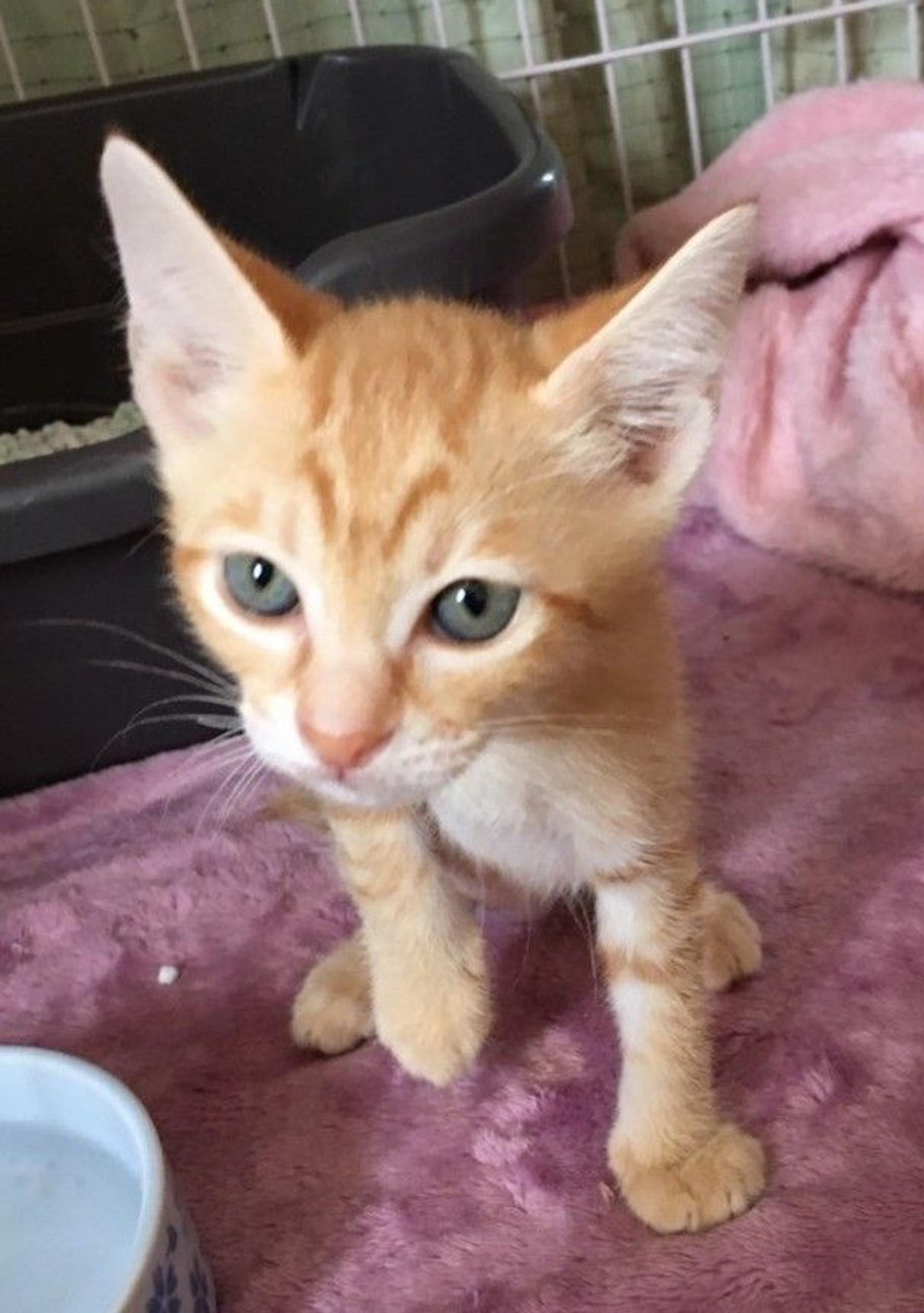 pet-image-2