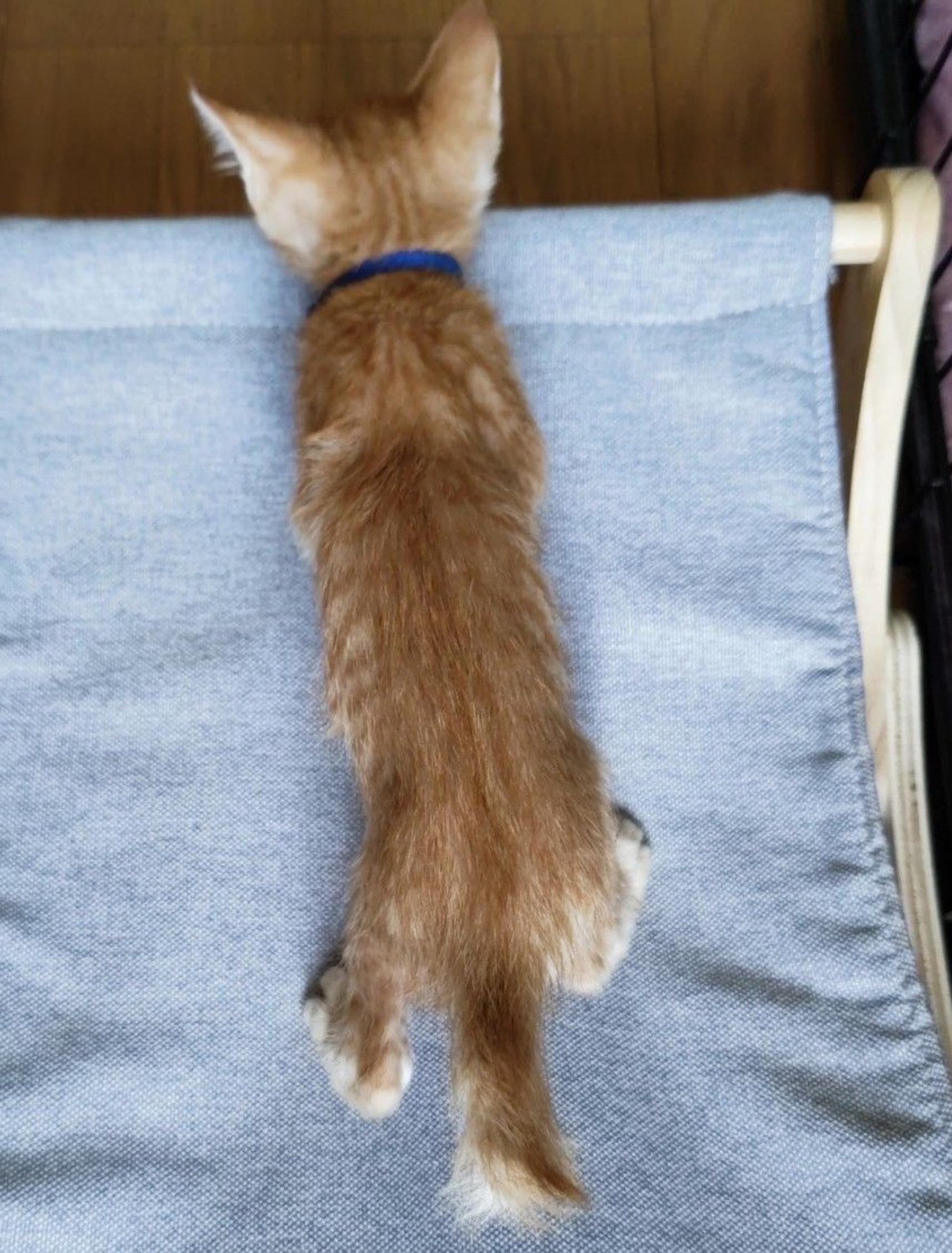 pet-image-3