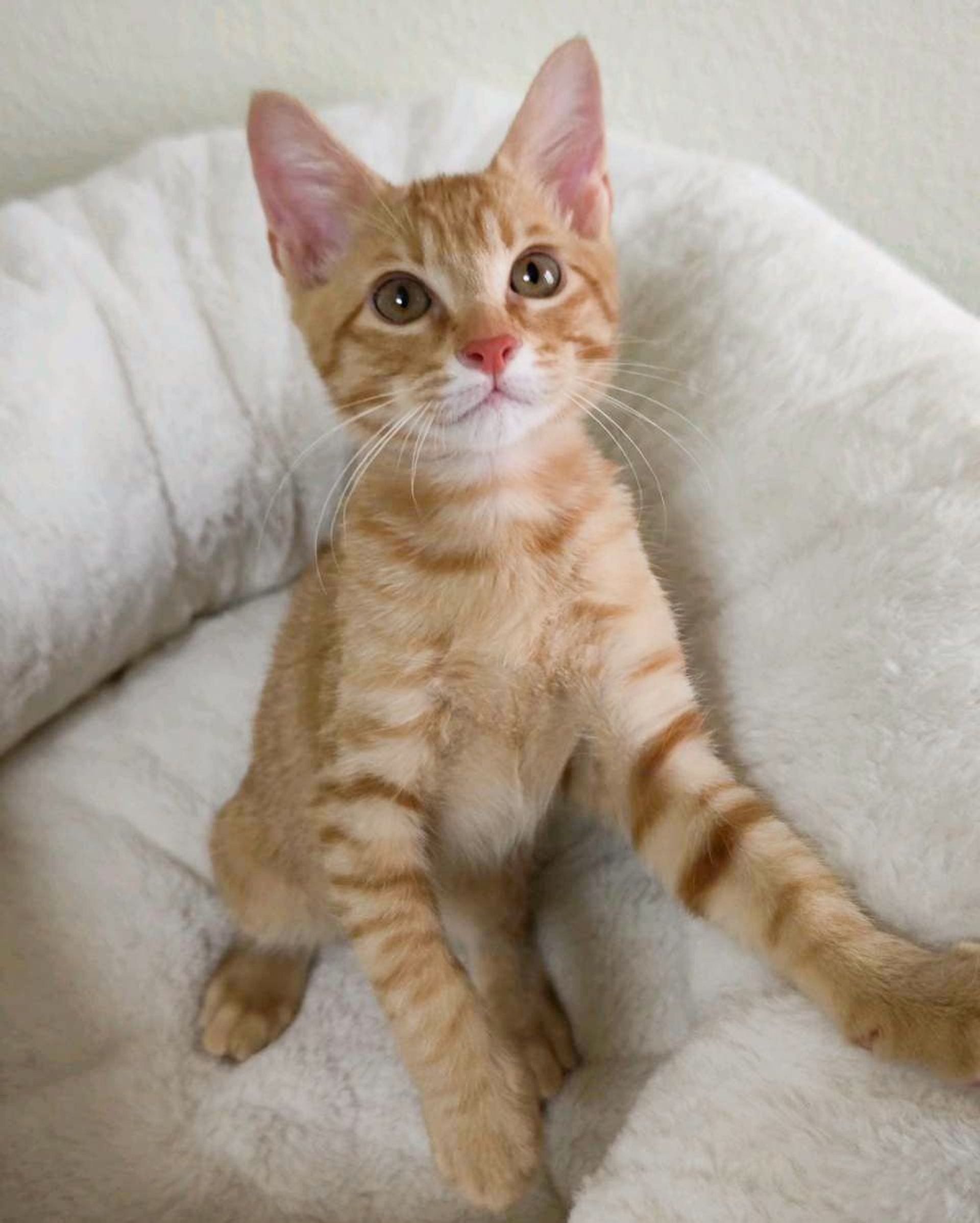 雑種（ミックス猫）・オスの里親募集の写真