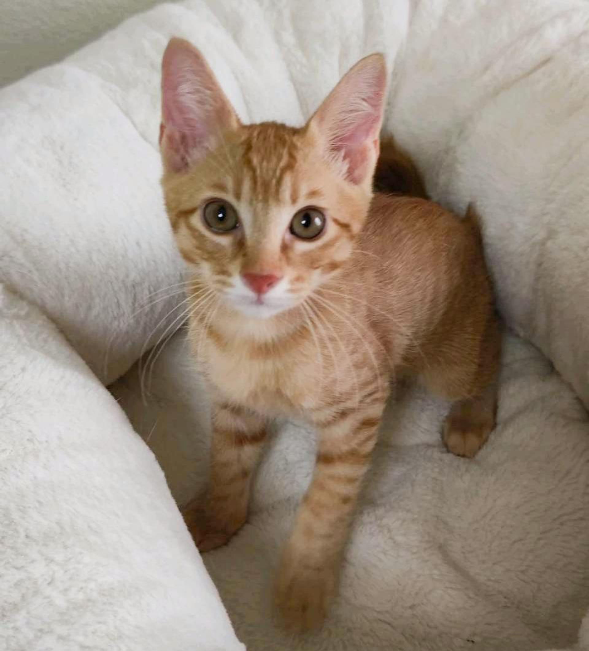 pet-image-3