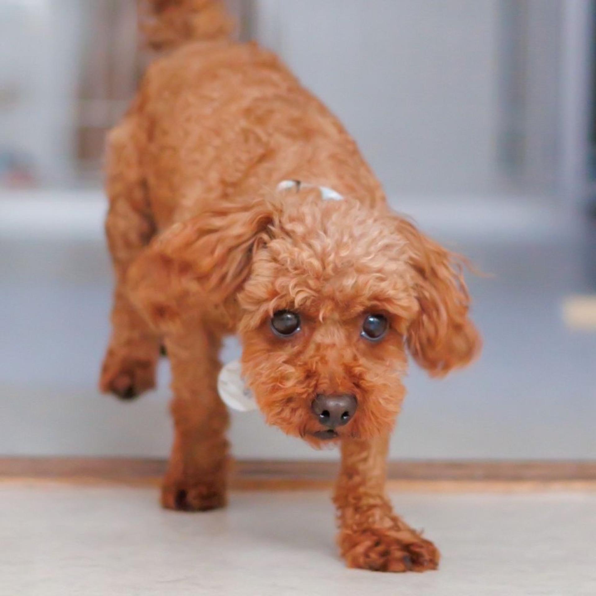pet-image-4