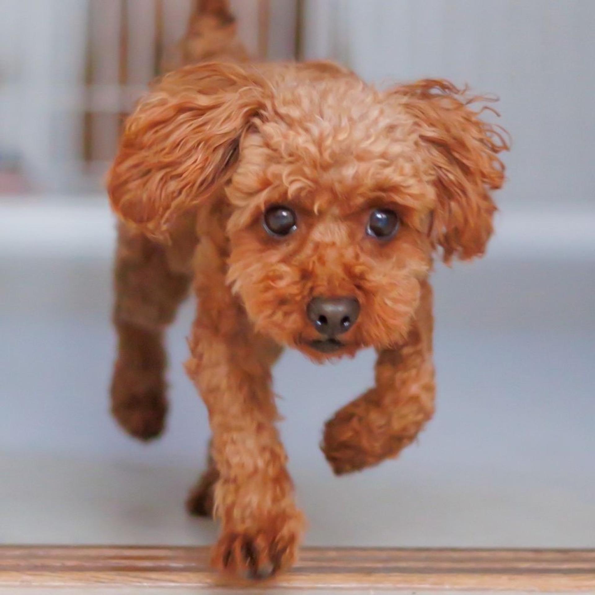 pet-image-5
