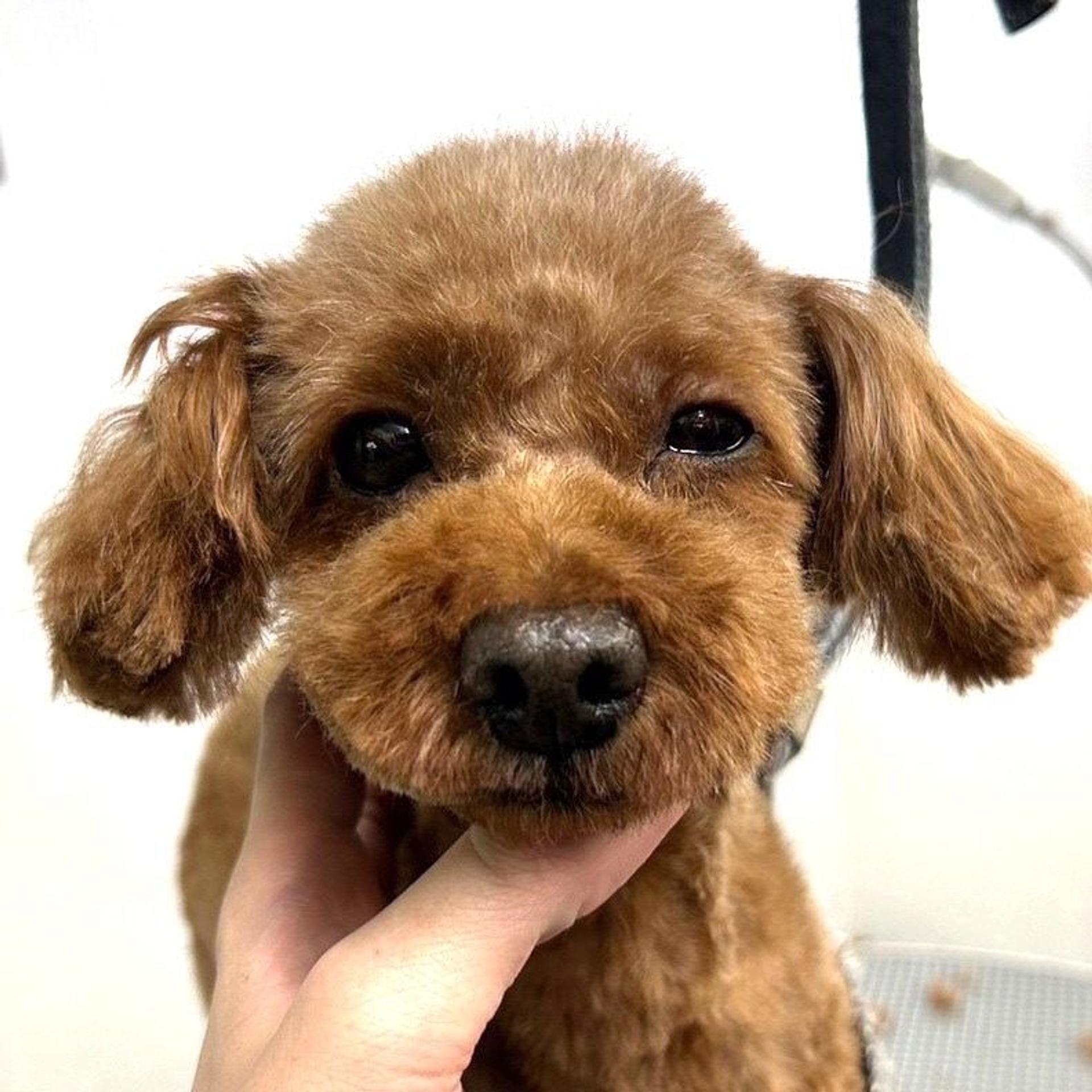 pet-image-6