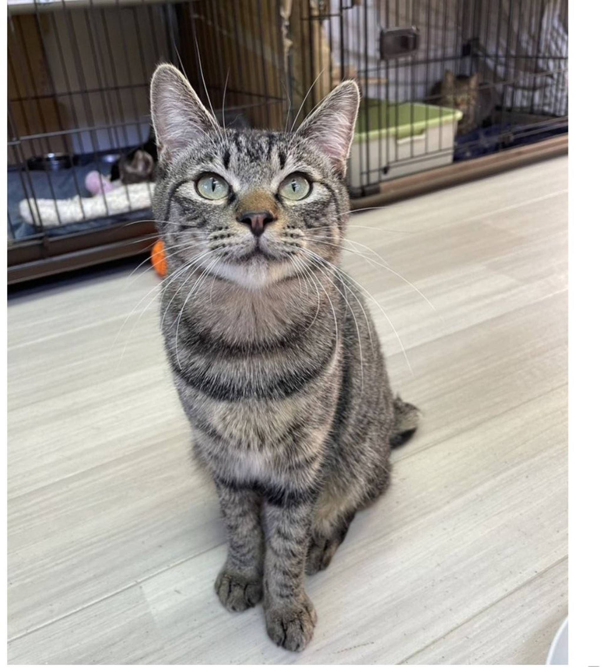 雑種（ミックス猫）・オスの里親募集の写真