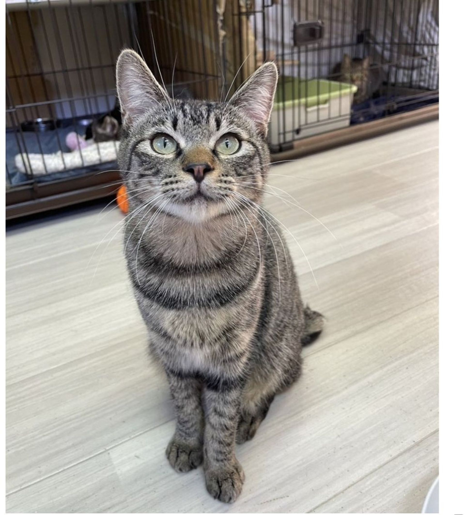 雑種（ミックス猫）・オスの里親募集の写真