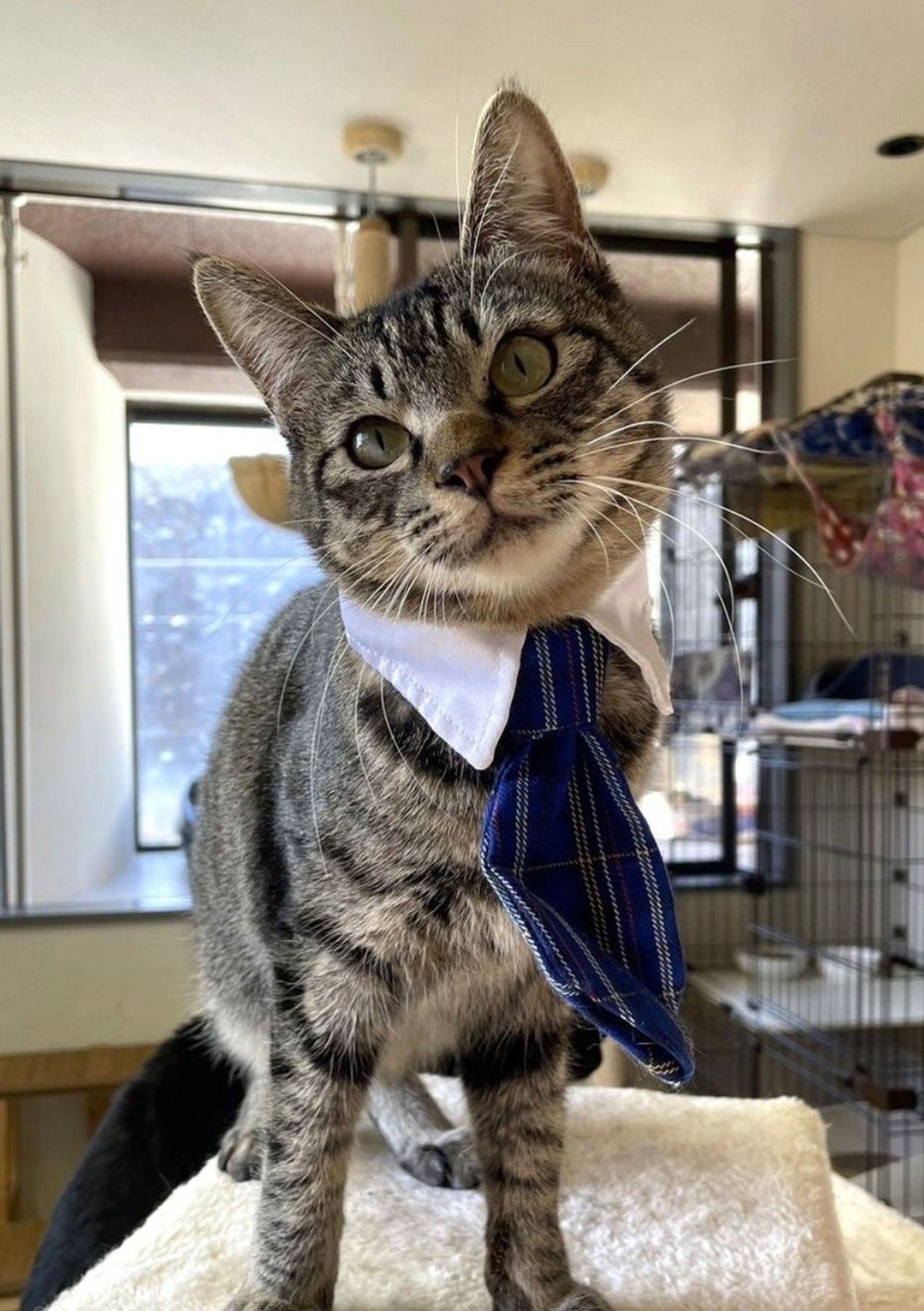 雑種（ミックス猫）・オスの里親募集の写真