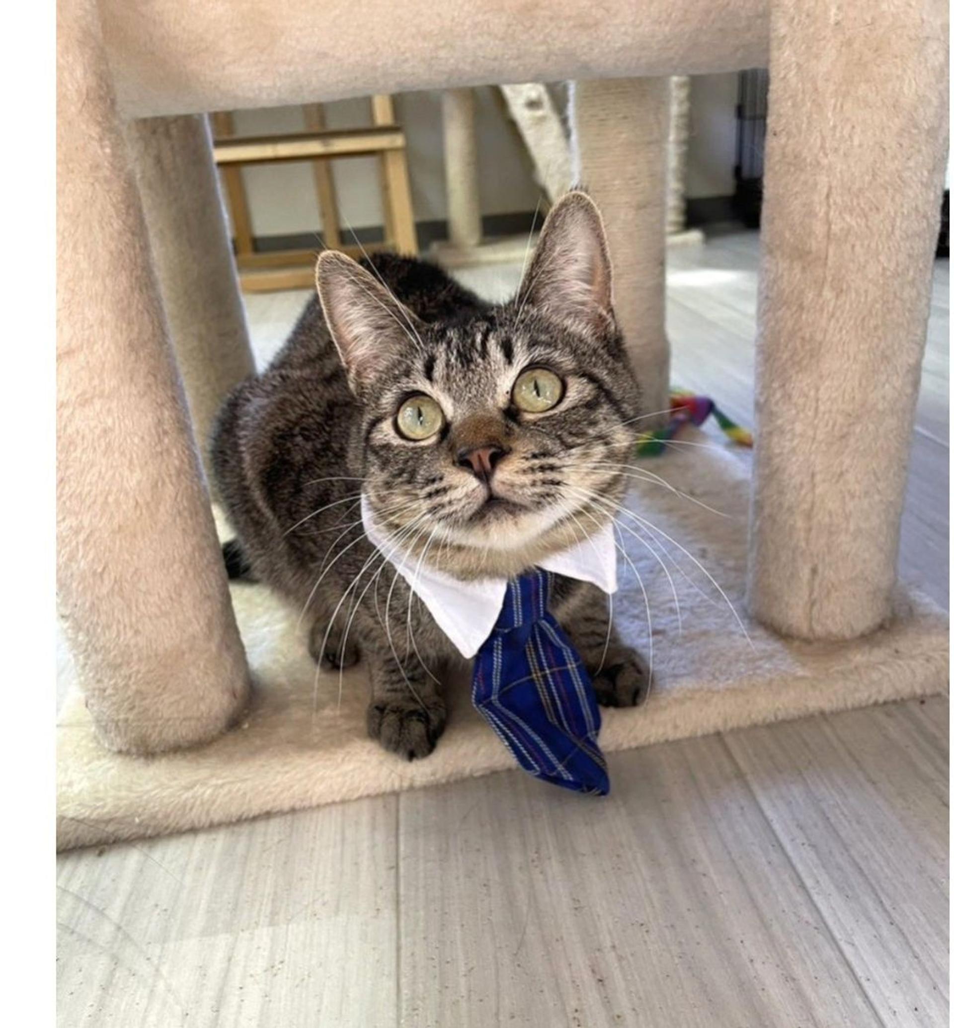 pet-image-3