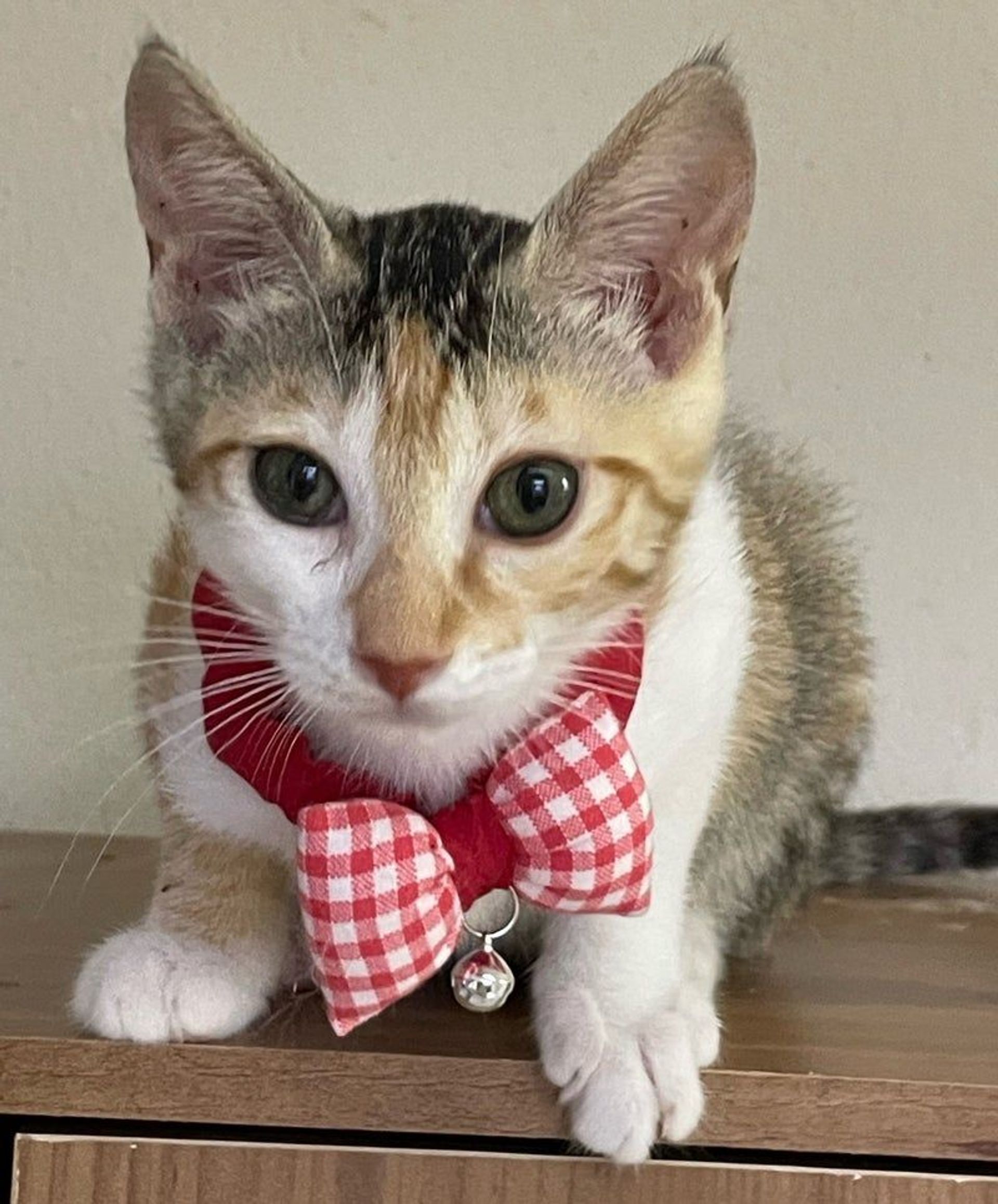 日本猫・メスの里親募集の写真
