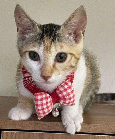 ラプちゃん