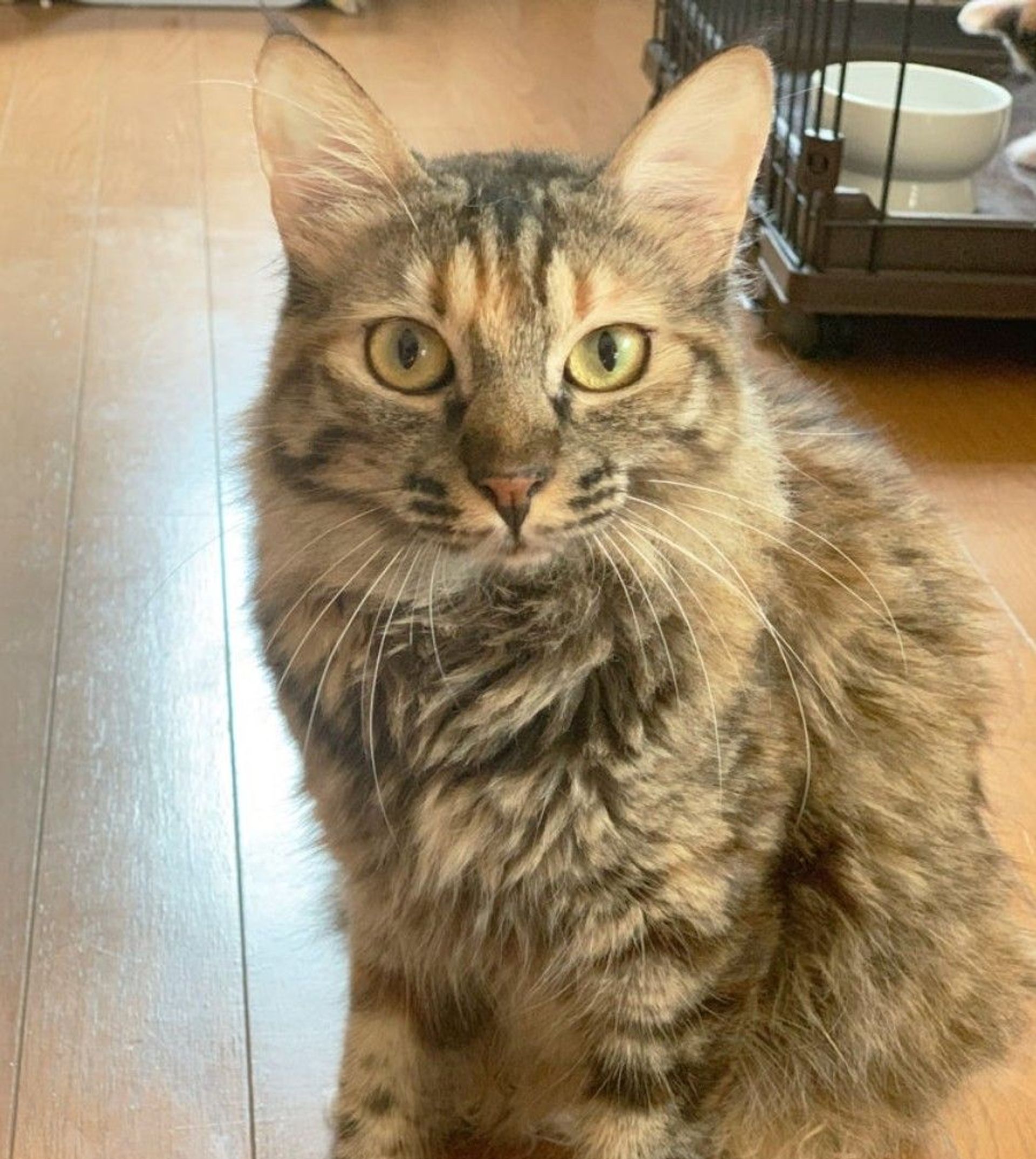 雑種（ミックス猫）・メスの里親募集の写真