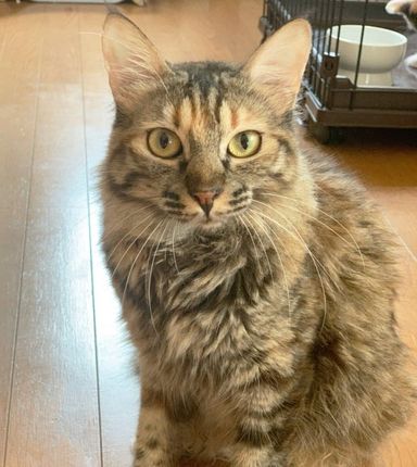 アイラちゃん　