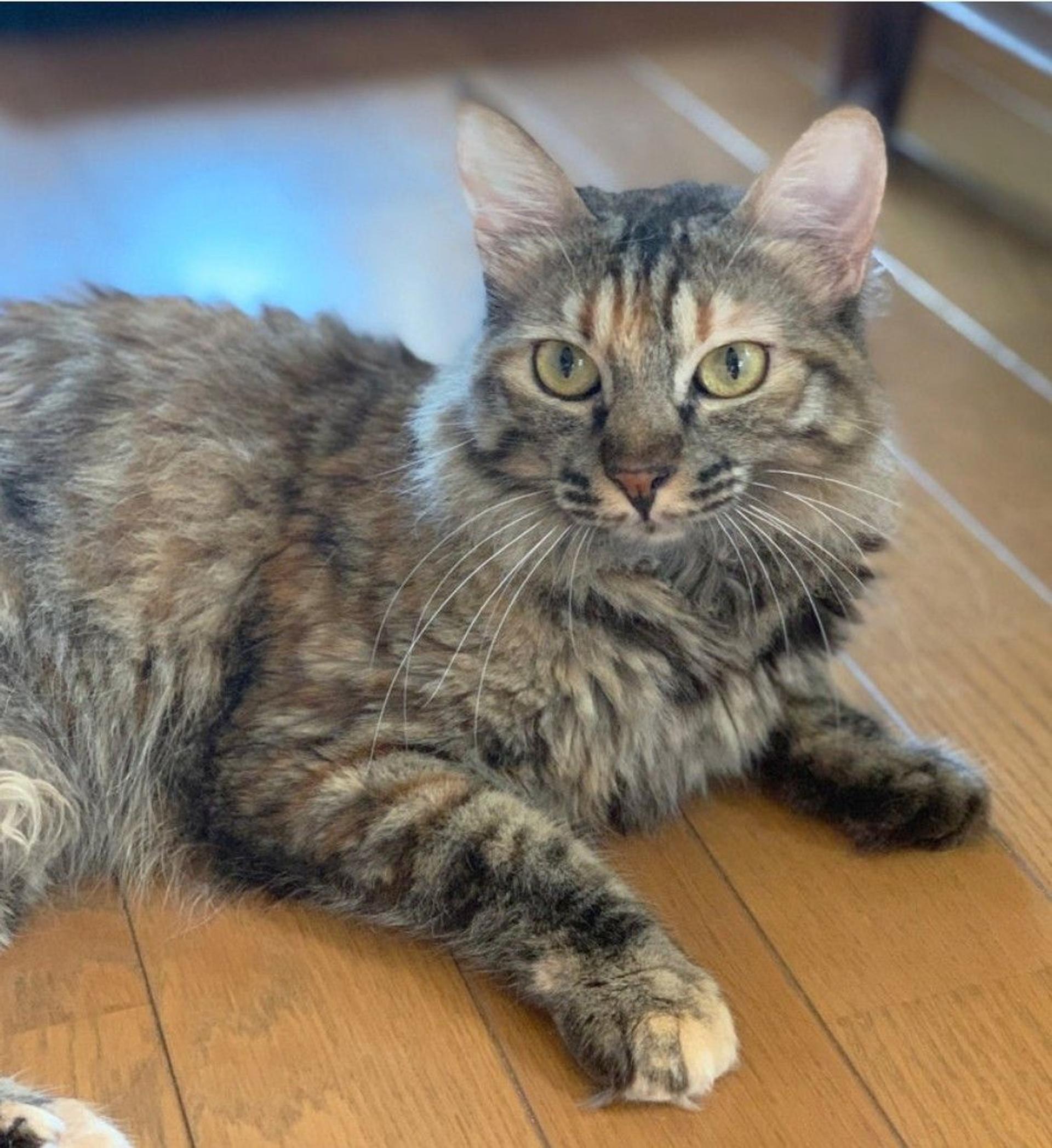 pet-image-2