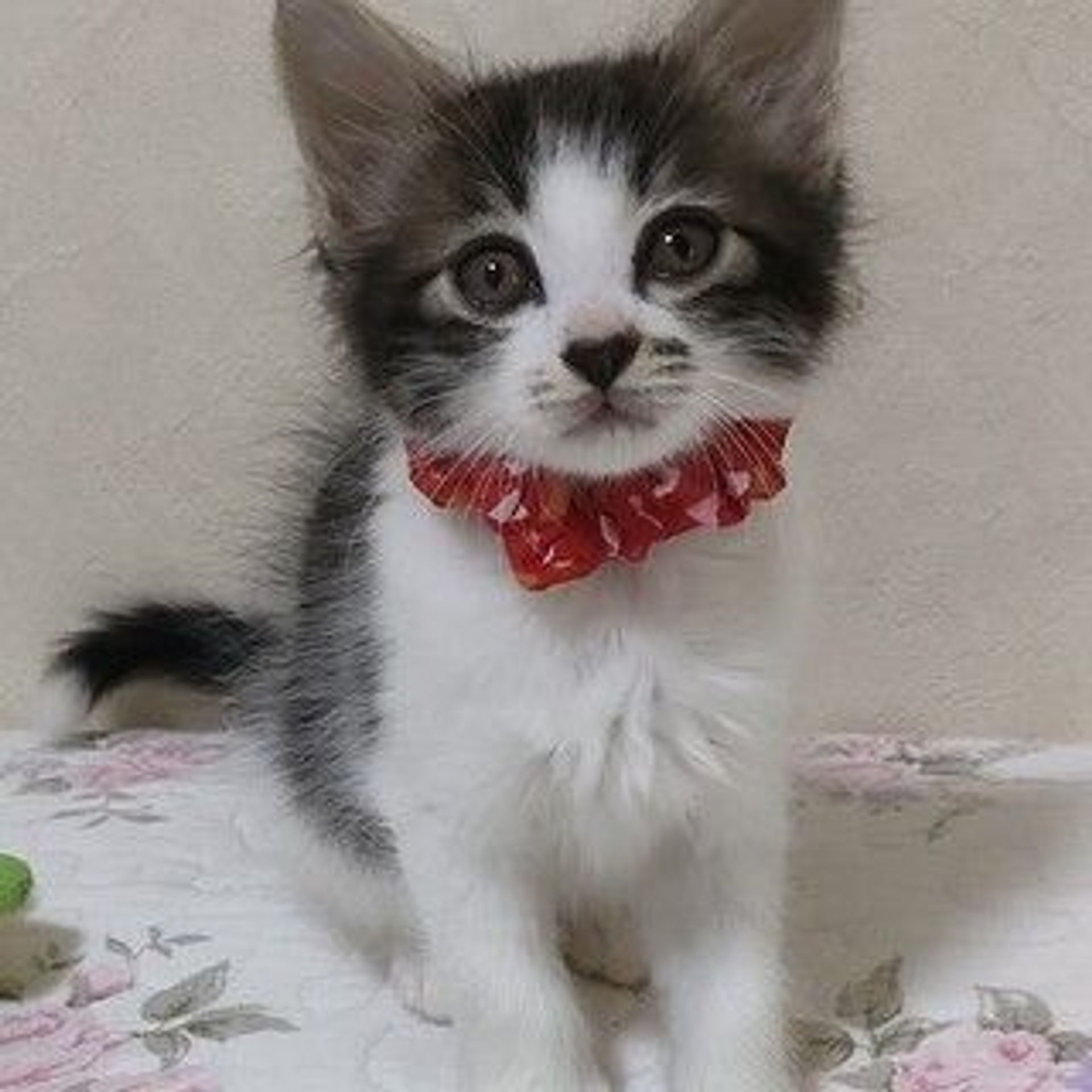 雑種（ミックス猫）・メスの里親募集の写真