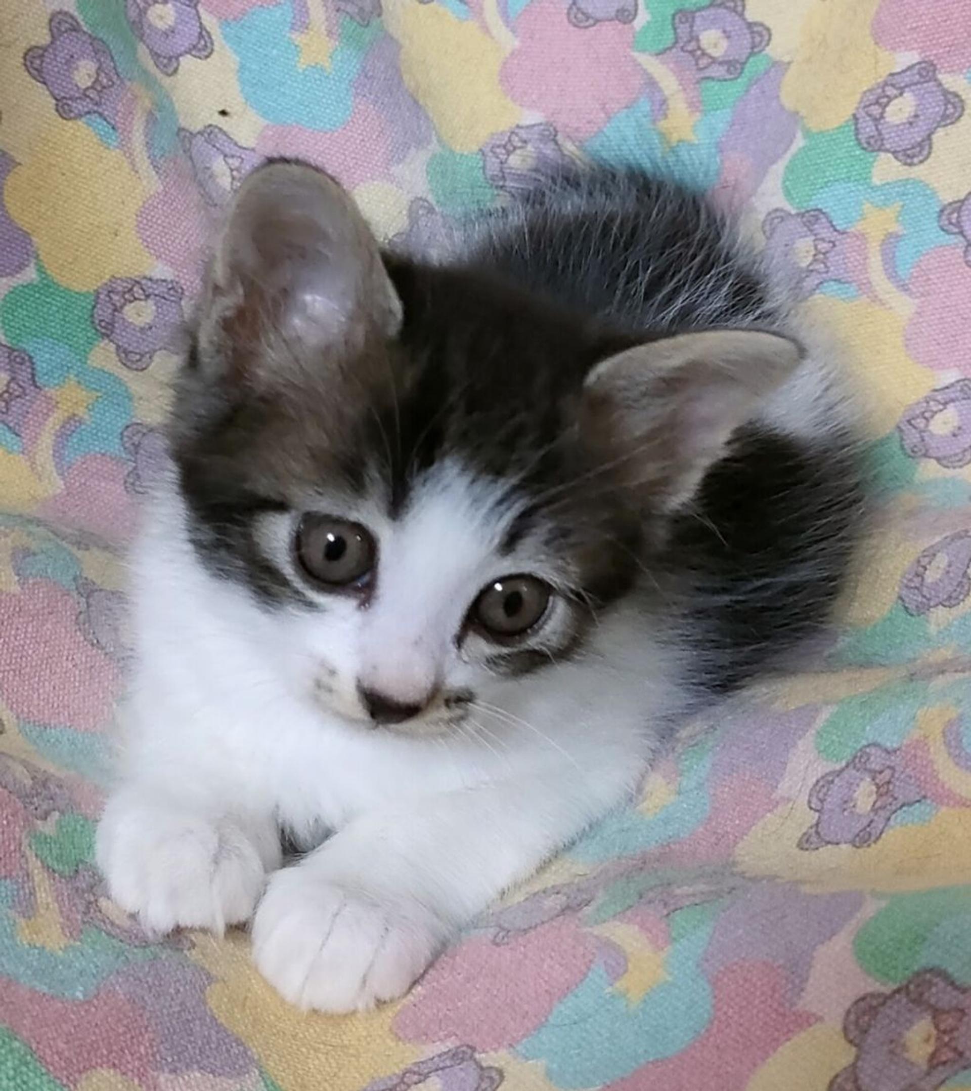 pet-image-3