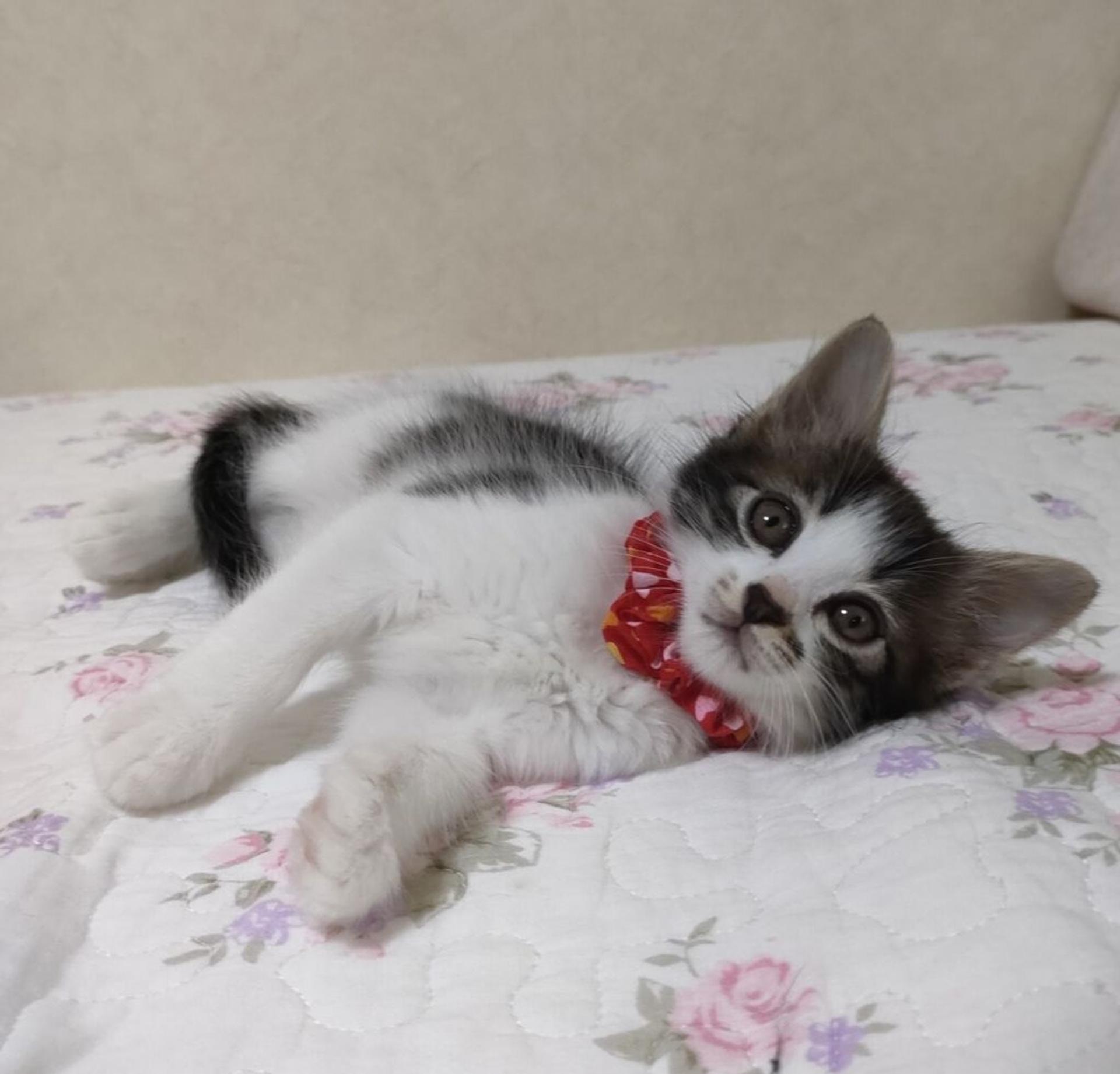 pet-image-4