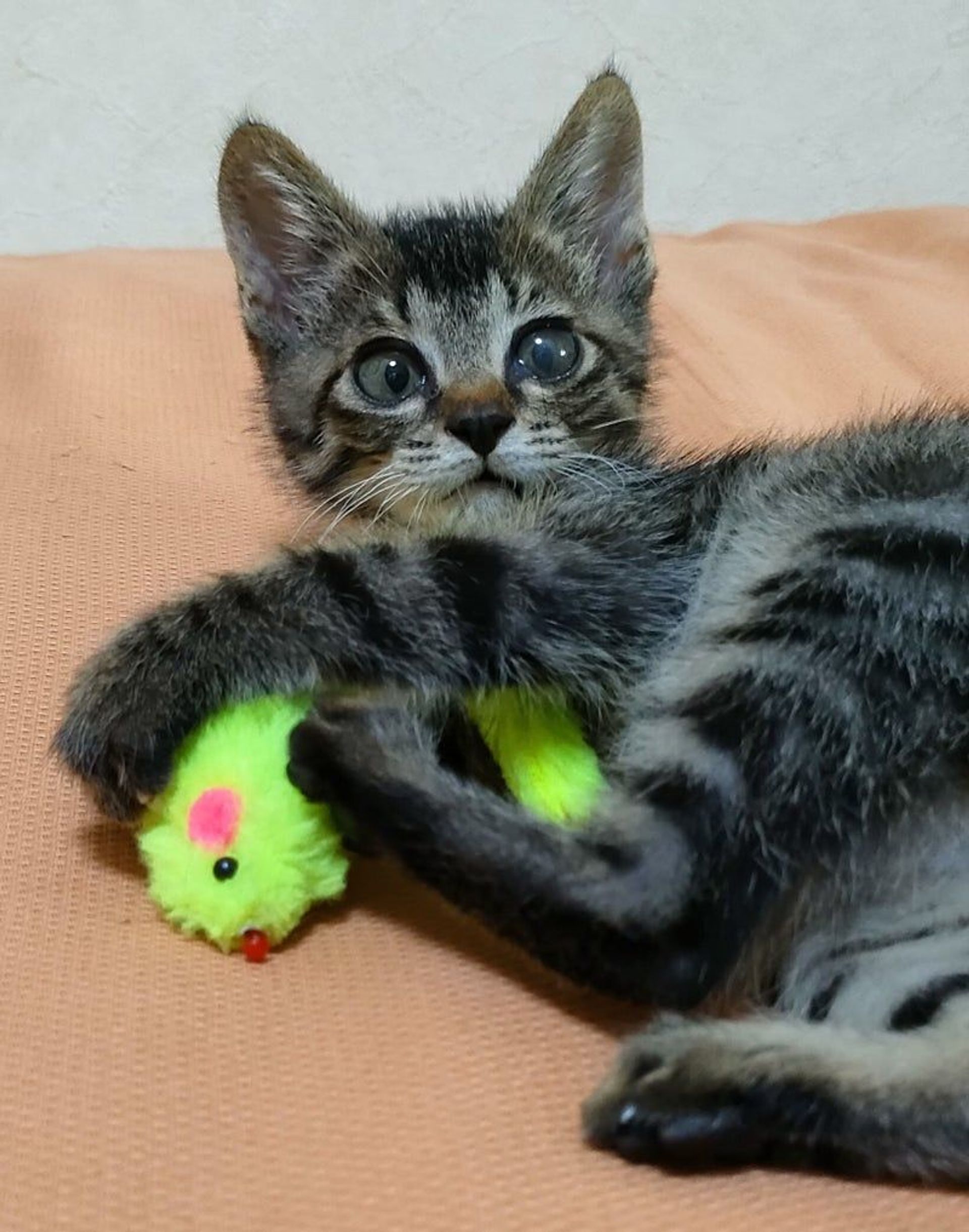 雑種（ミックス猫）・オスの里親募集の写真