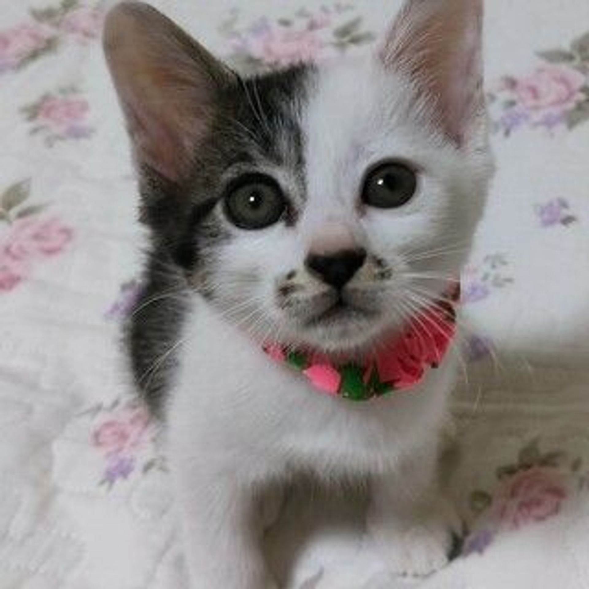 雑種（ミックス猫）・メスの里親募集の写真