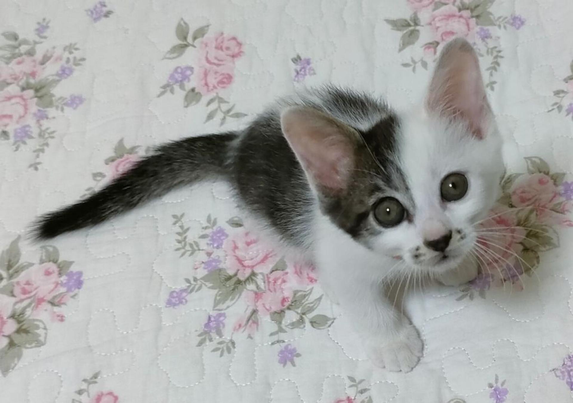 pet-image-2