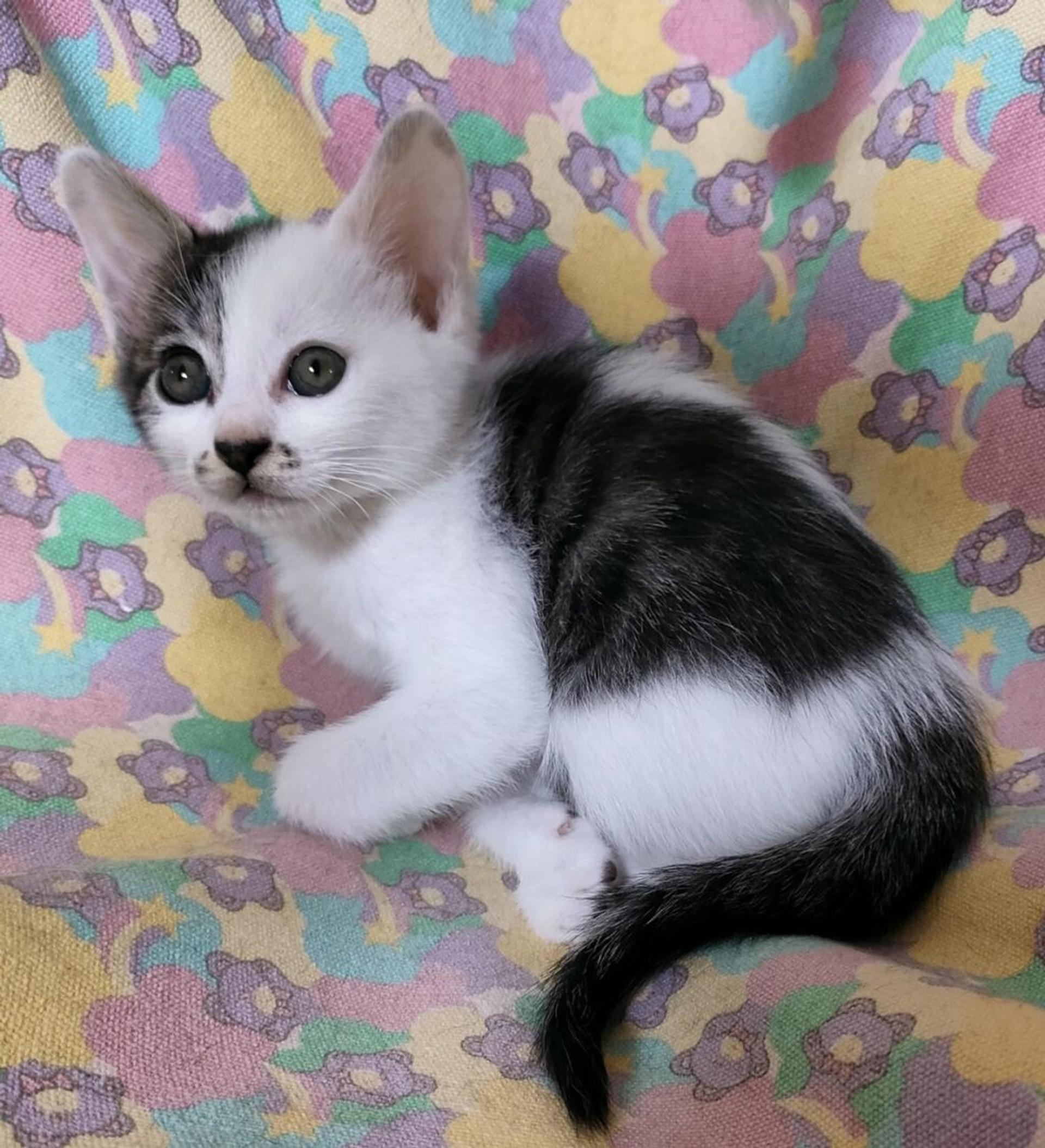 pet-image-3