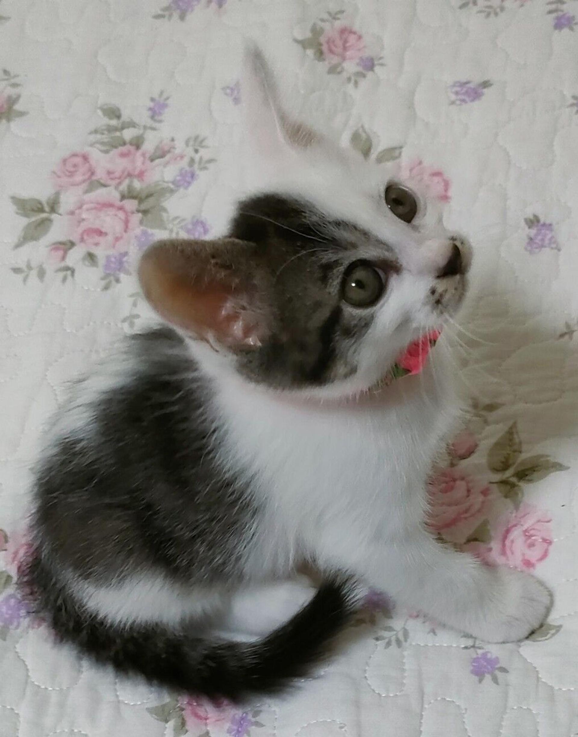 pet-image-4