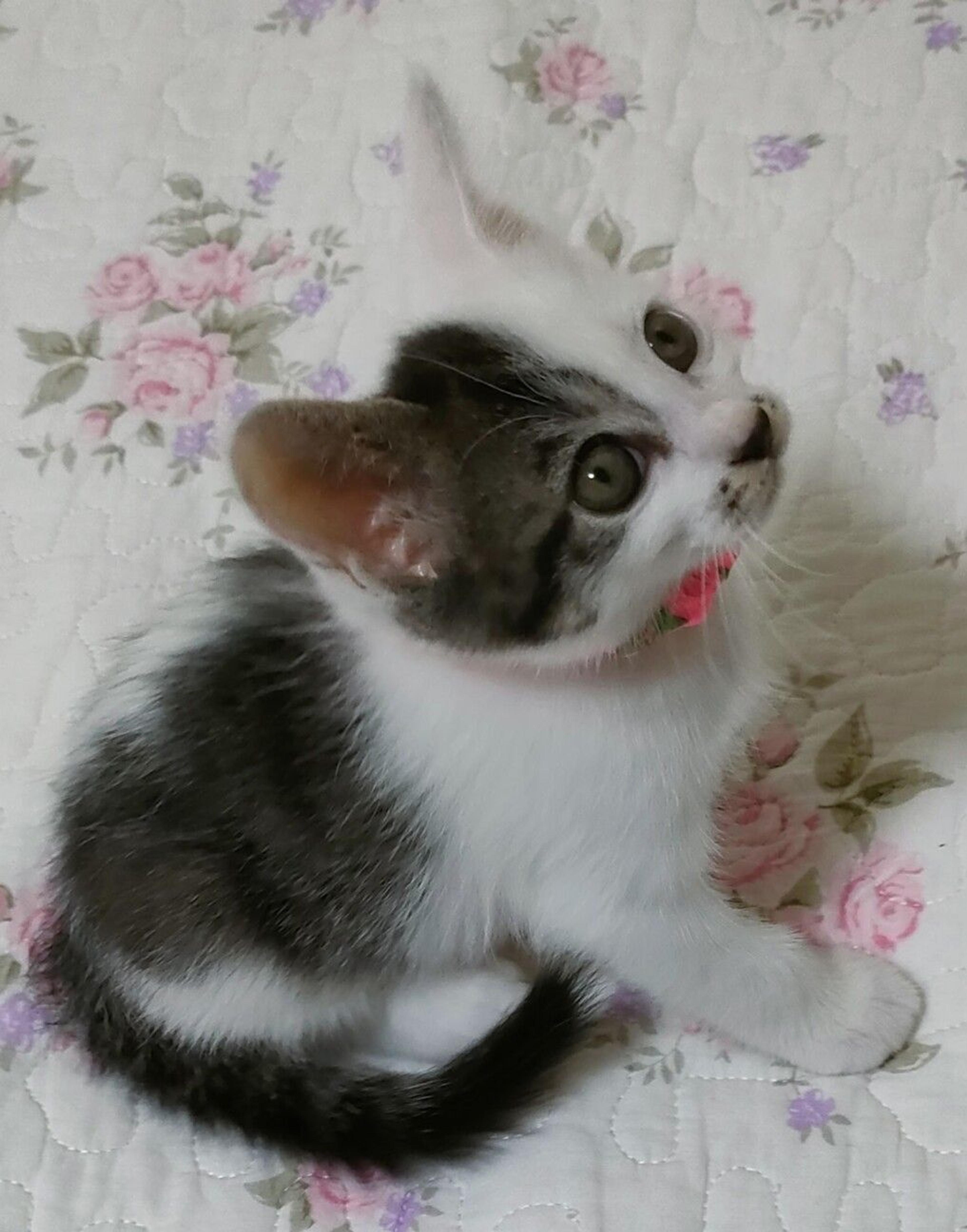 pet-image-4
