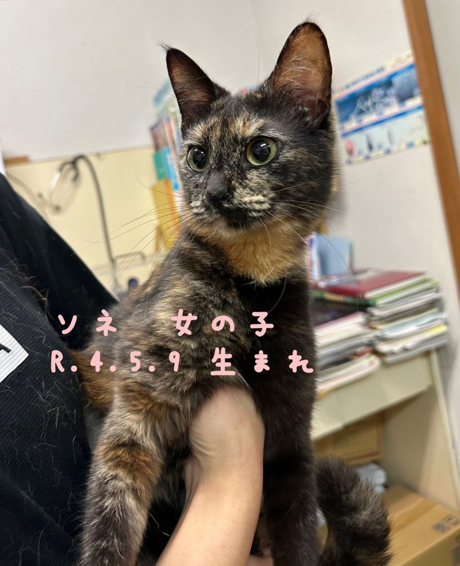 雑種（ミックス猫）・メスの里親募集の写真