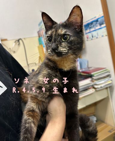 ソネの写真