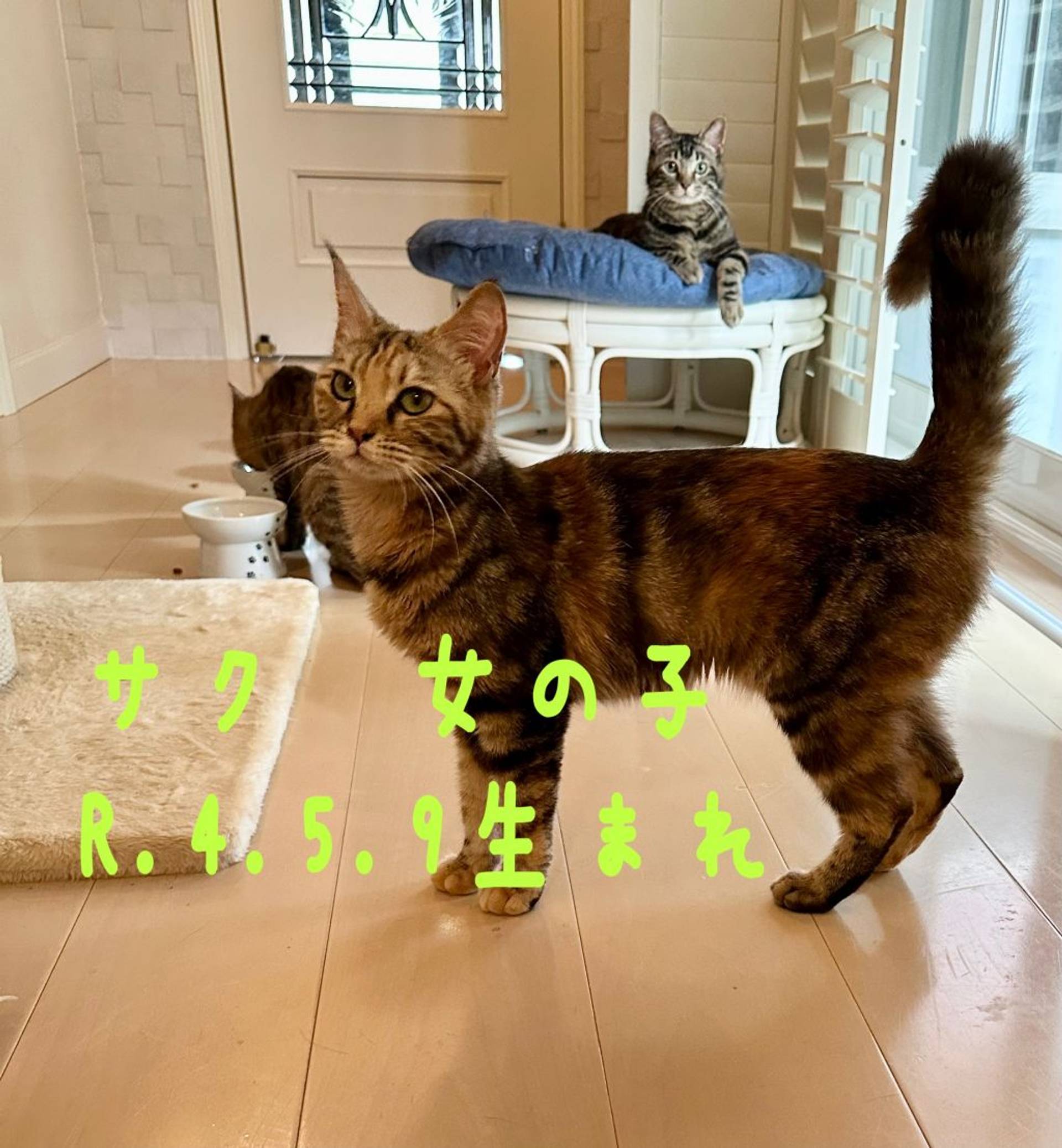 雑種（ミックス猫）・メスの里親募集の写真