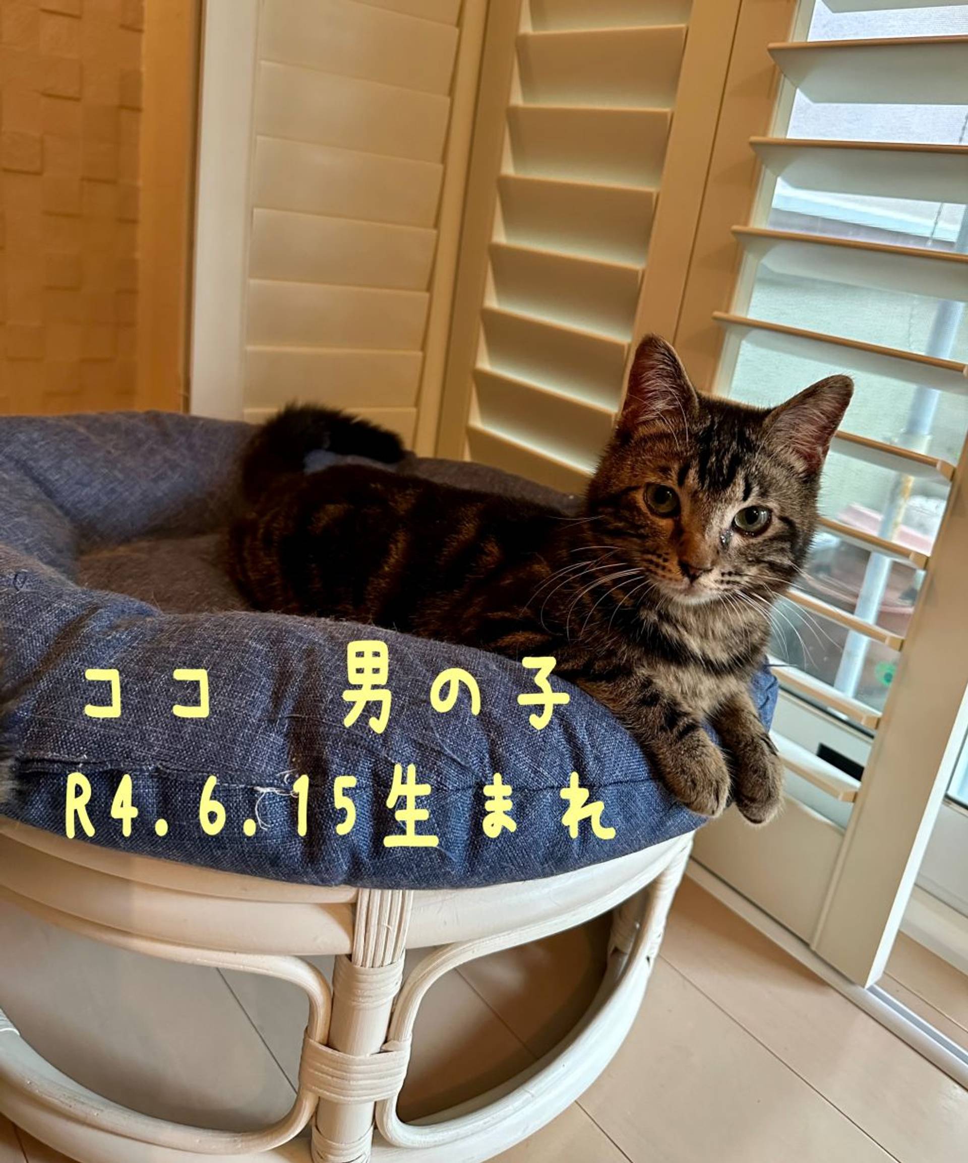 雑種（ミックス猫）・オスの里親募集の写真