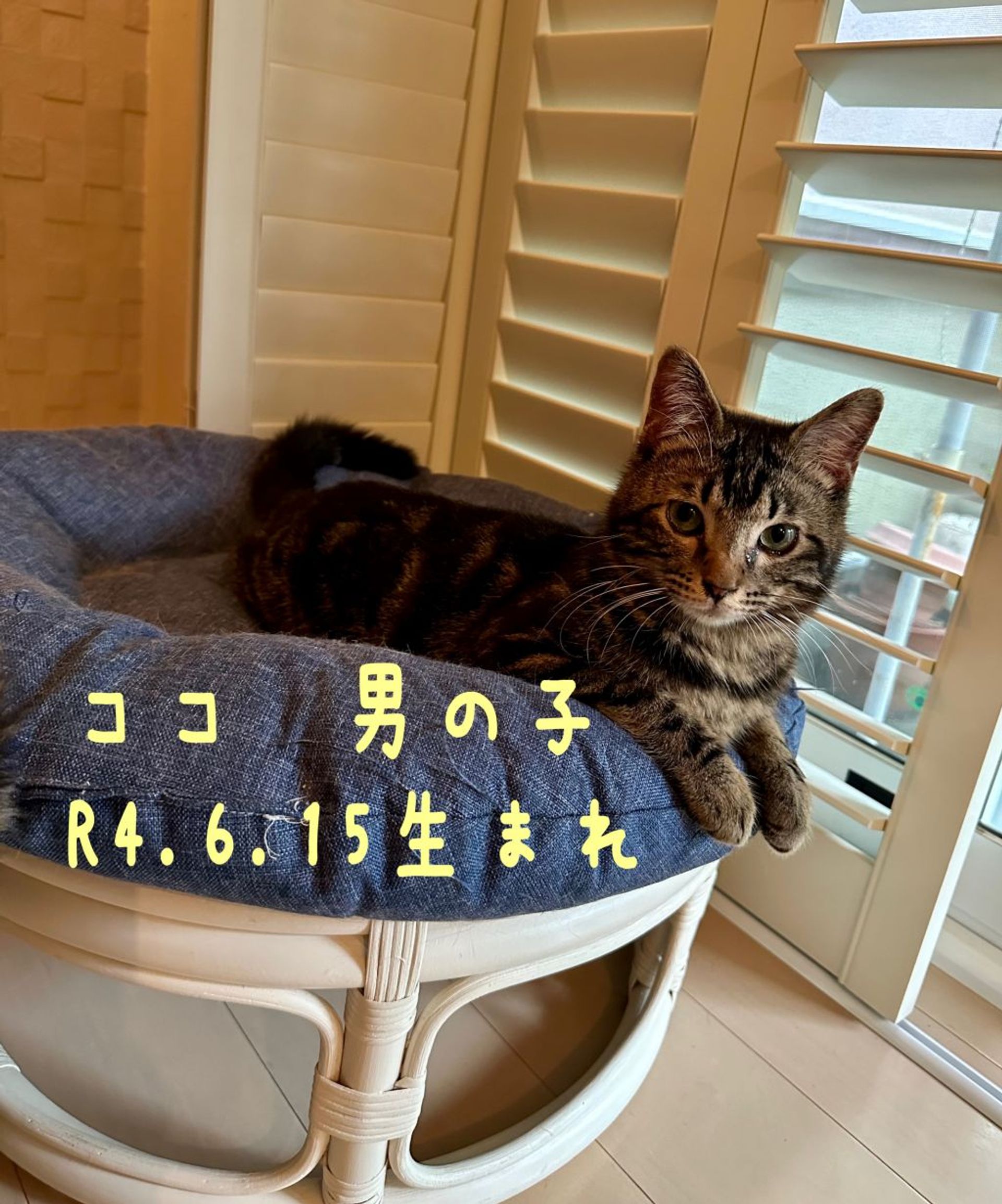 雑種（ミックス猫）・オスの里親募集の写真