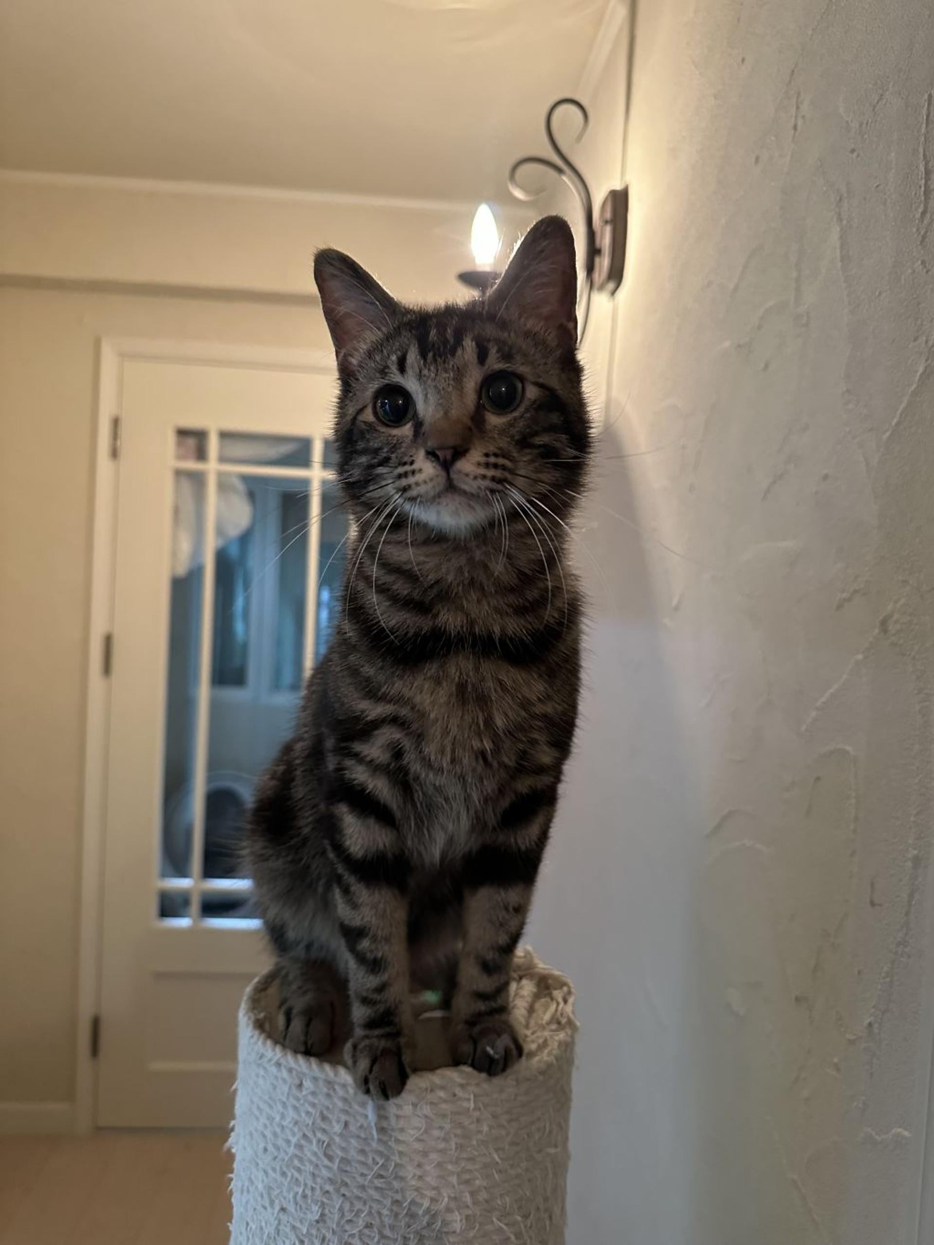 pet-image-2