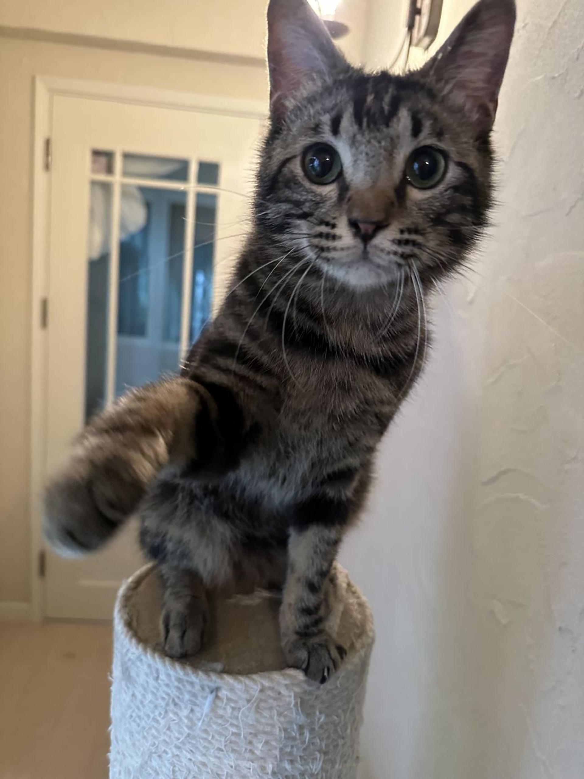 pet-image-6