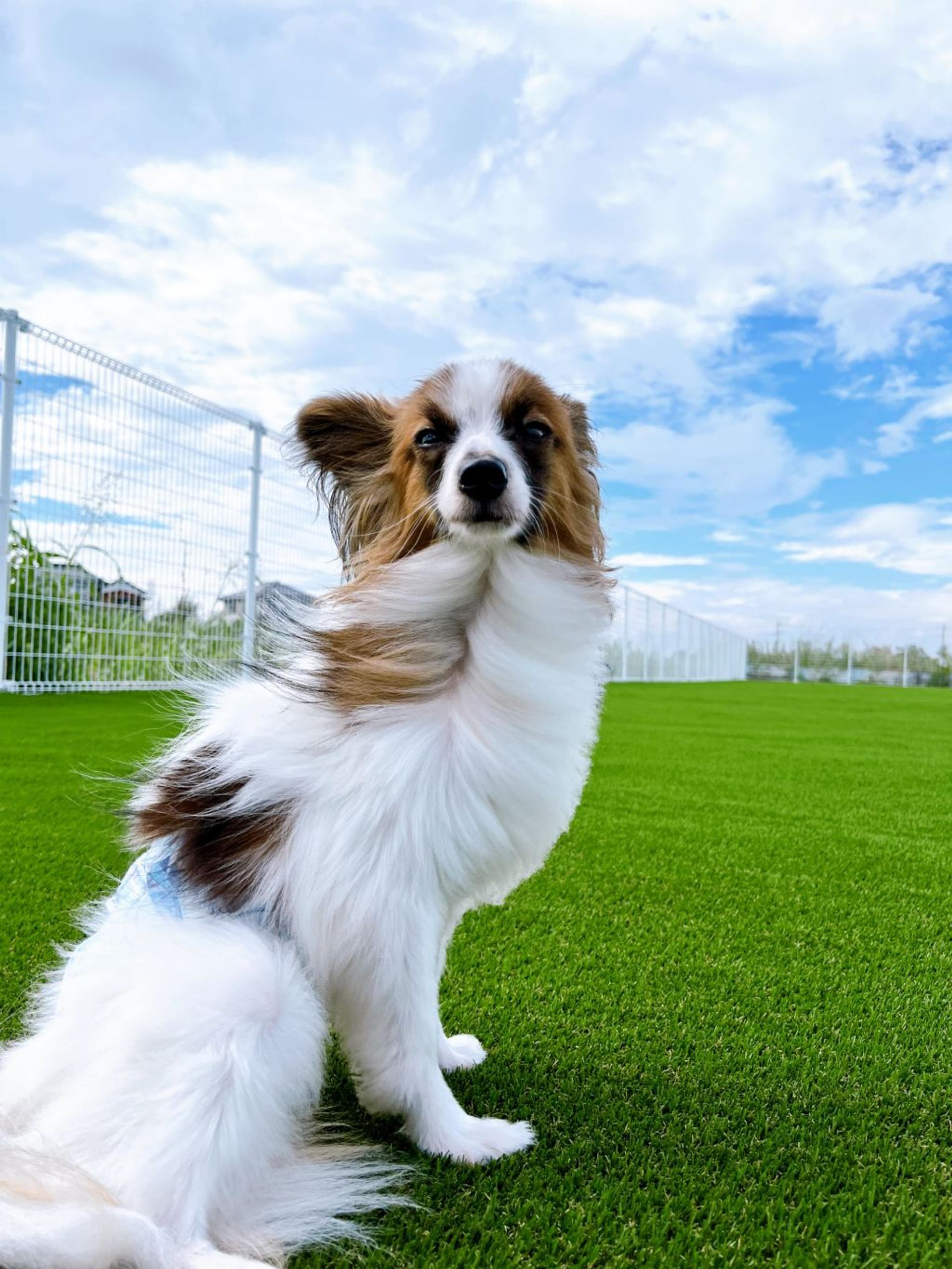 pet-image-2