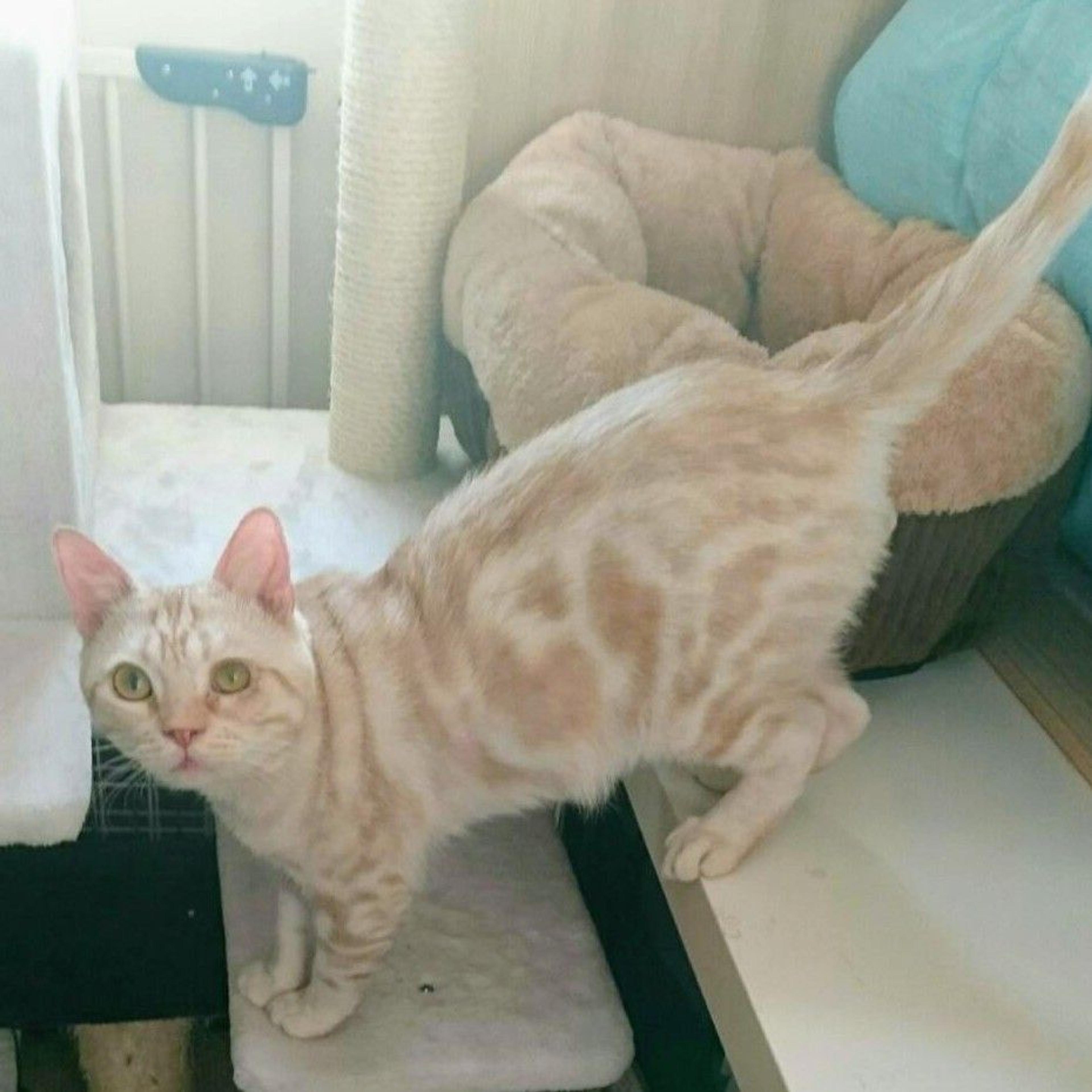 pet-image-2