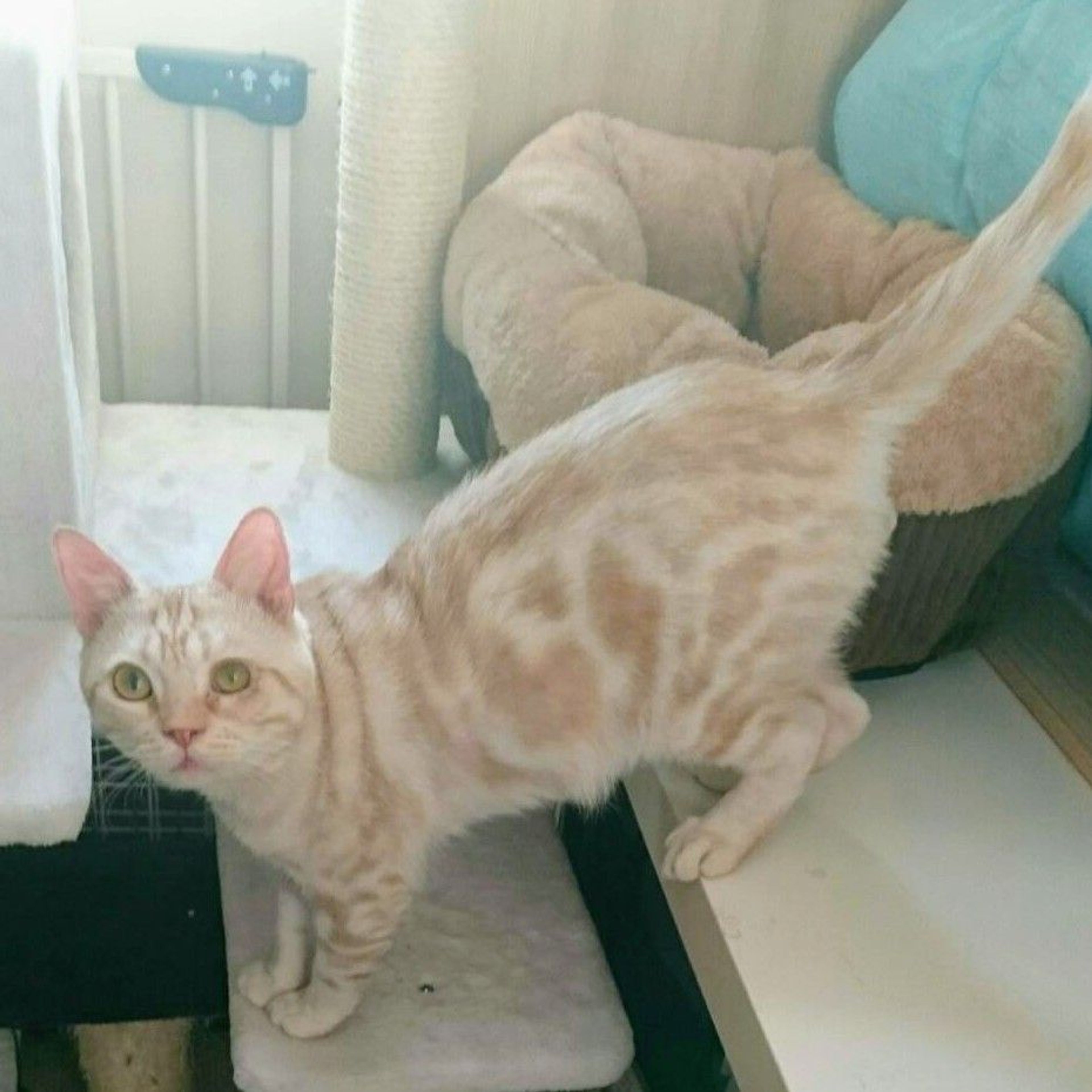 pet-image-2