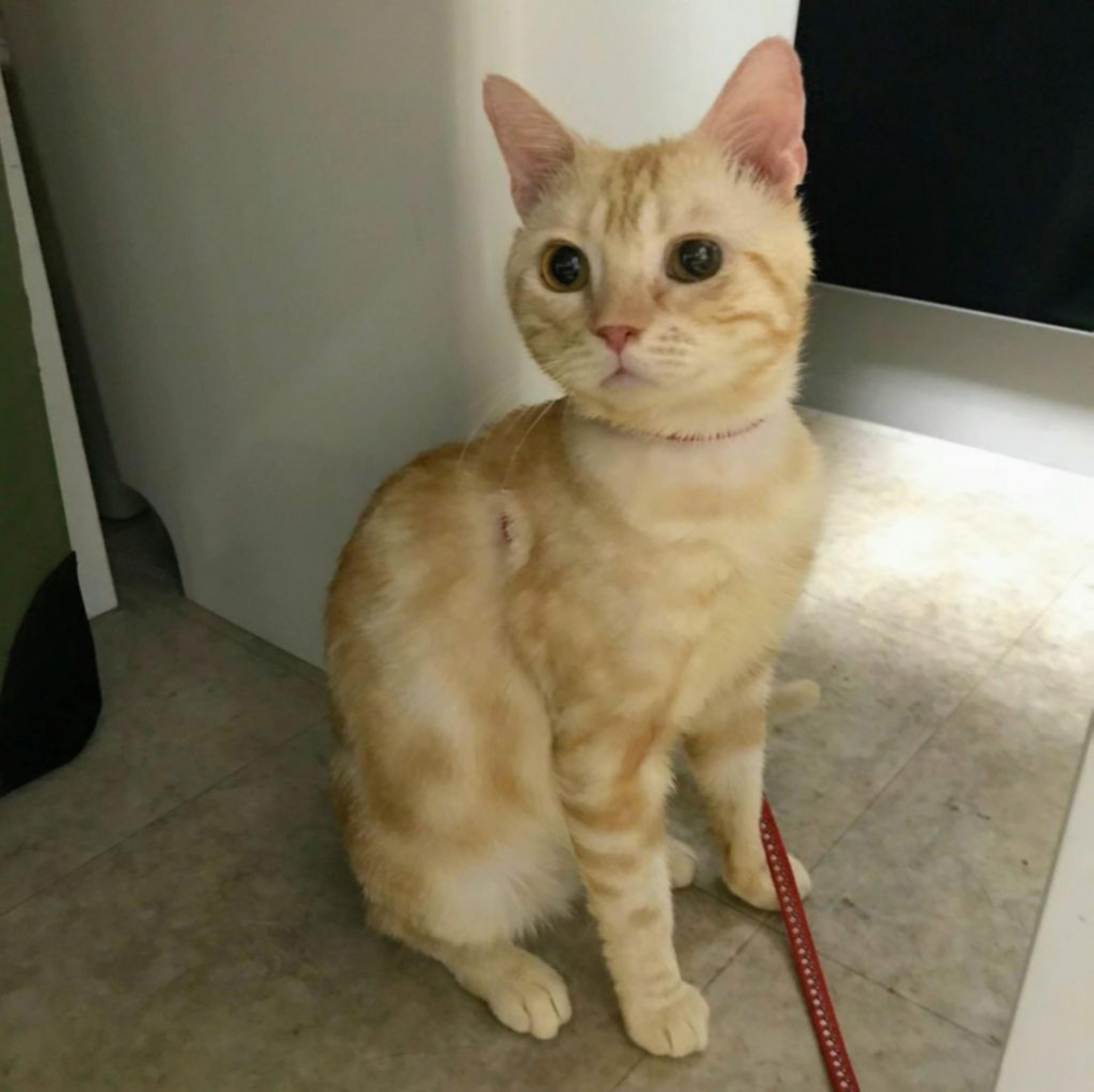 pet-image-3