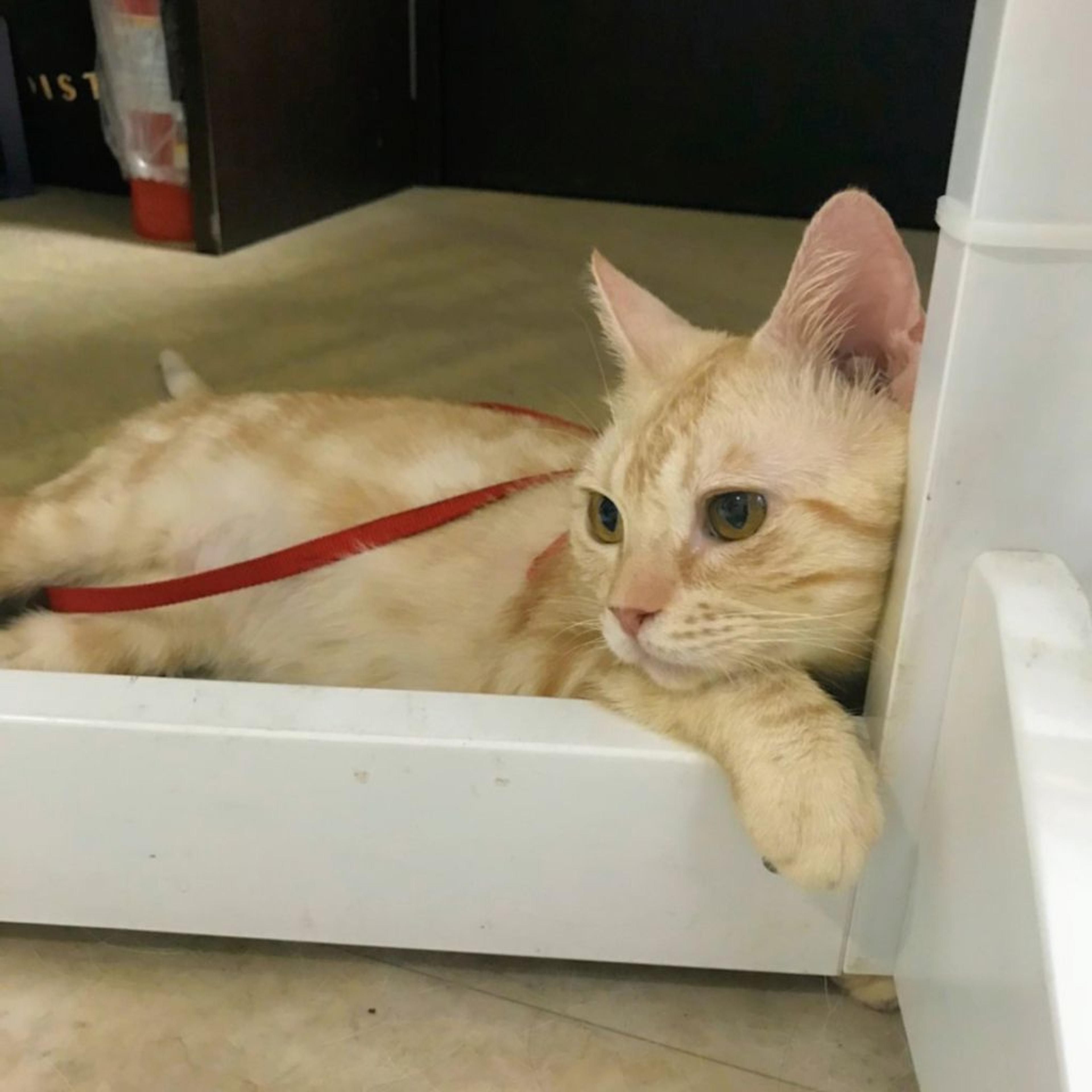 pet-image-4